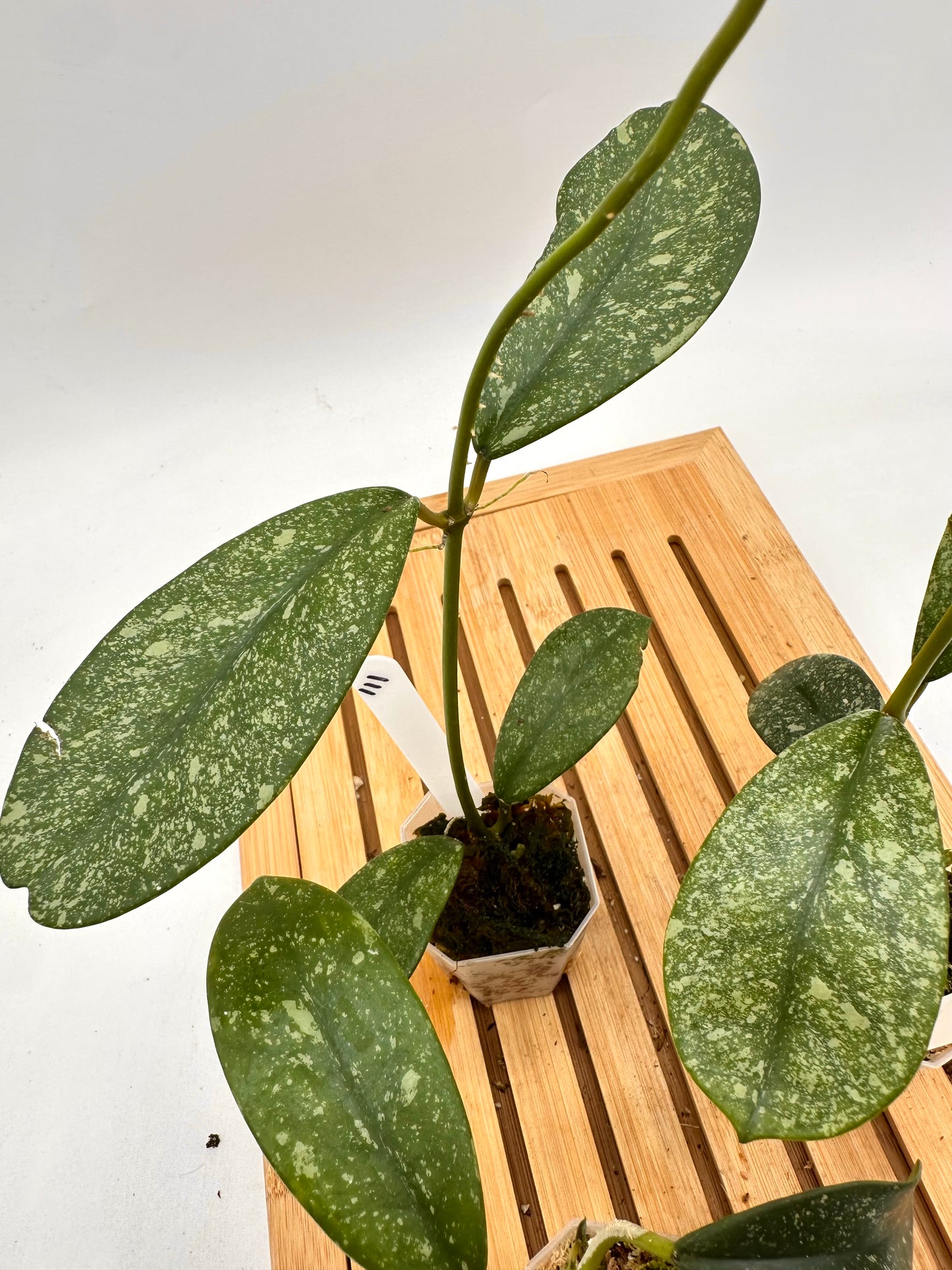 Hoya Diversifolia Splash 111 112 113