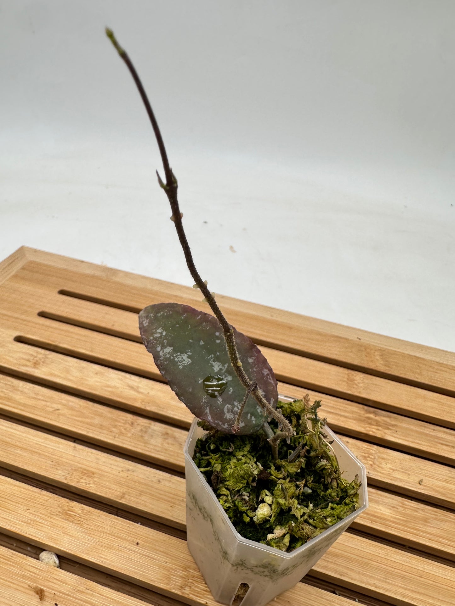 Hoya Caudata Splash