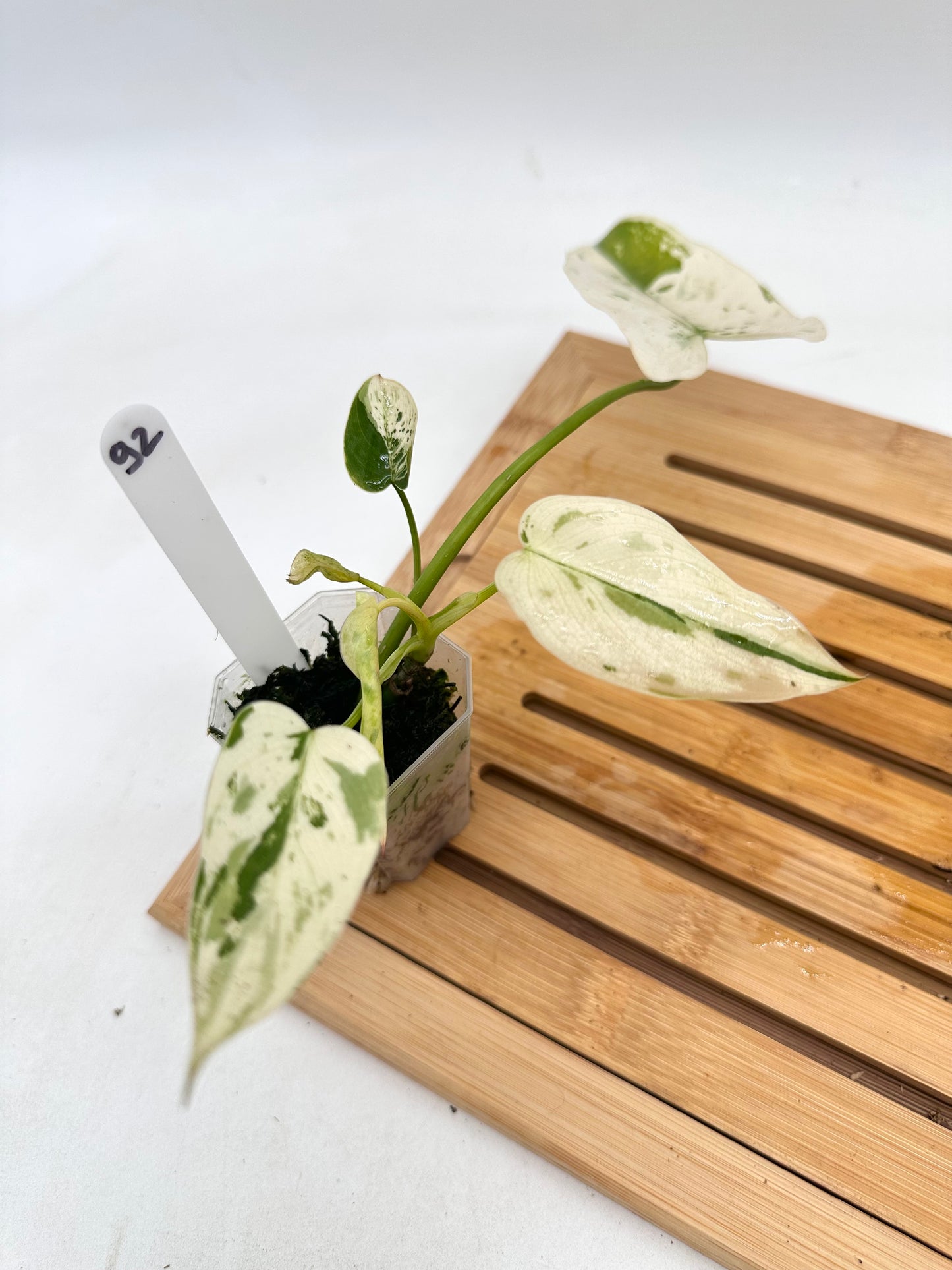 Philodendron Ilsemanii - Grown From Top Cutting 092