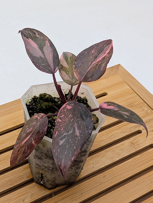 Philodendron Pink Princess Marble Galaxy - From Thailand