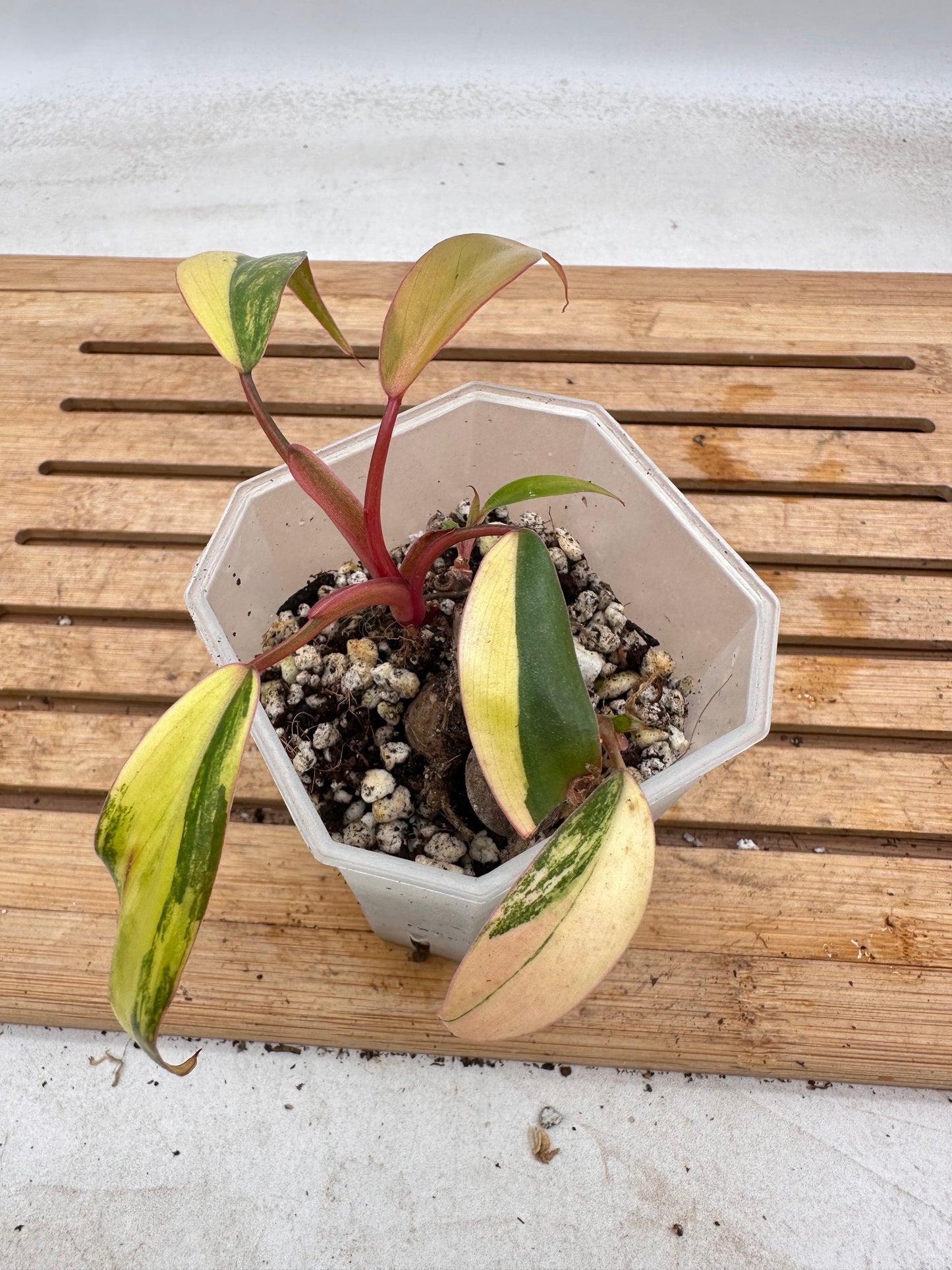 Philodendron Strawberry Shake Multiple growths - August Sale