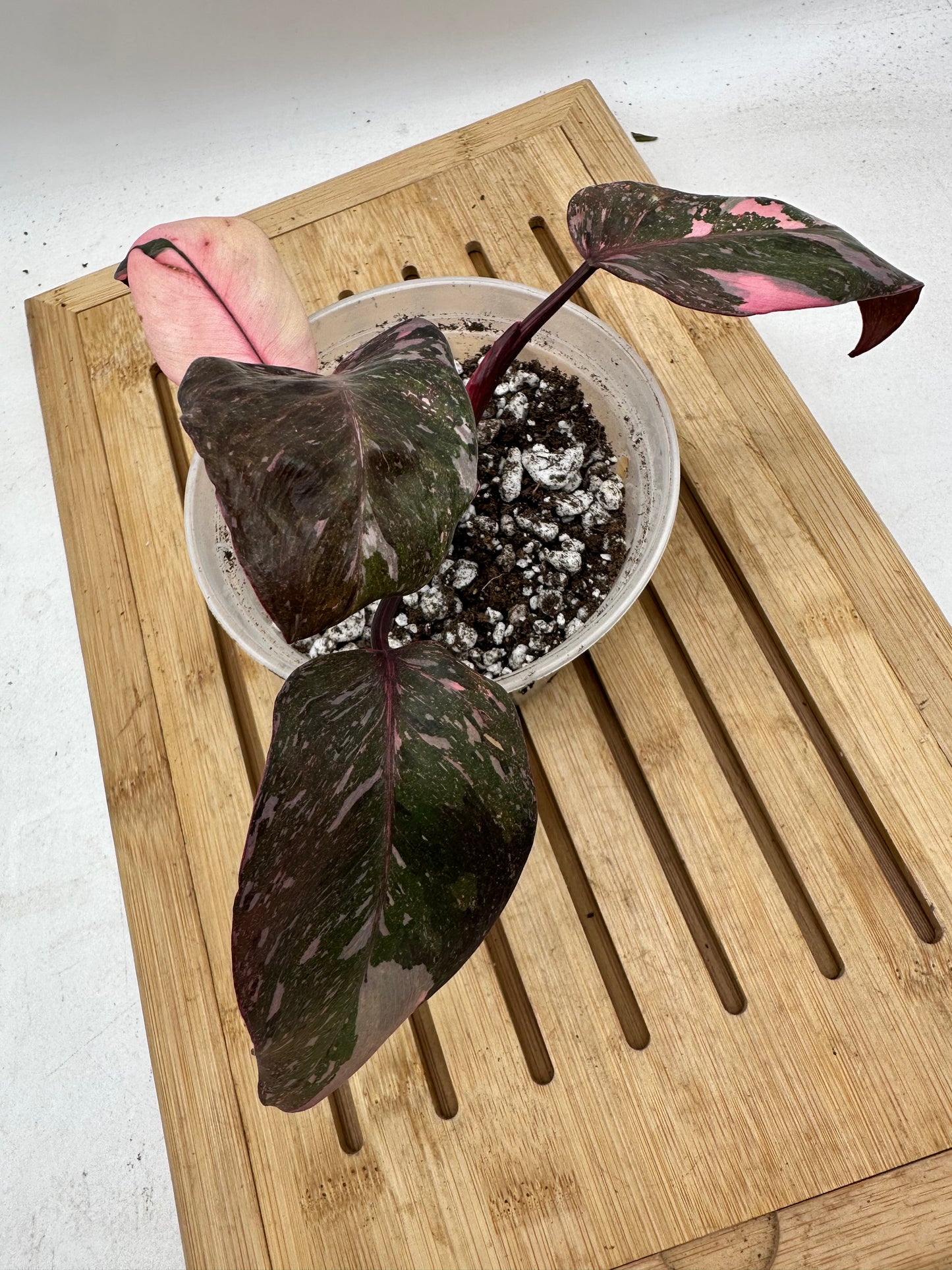 Philodendron Pink Princess Marble King Variegated (Thailand)