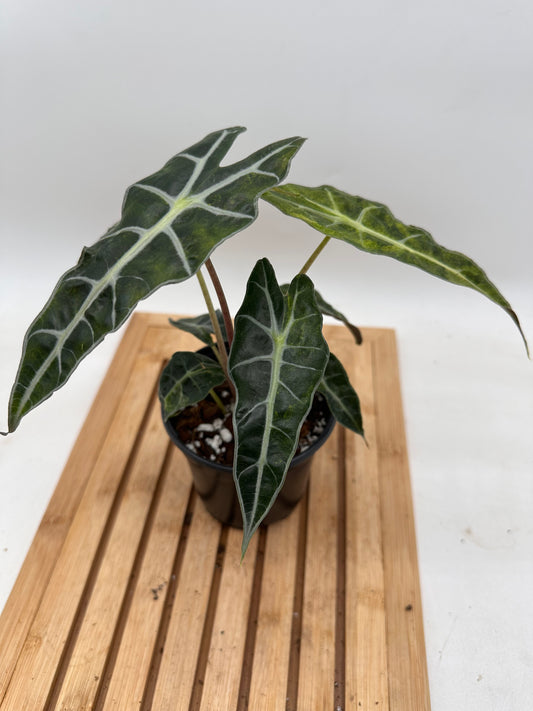 Alocasia Polly Splash Variegated