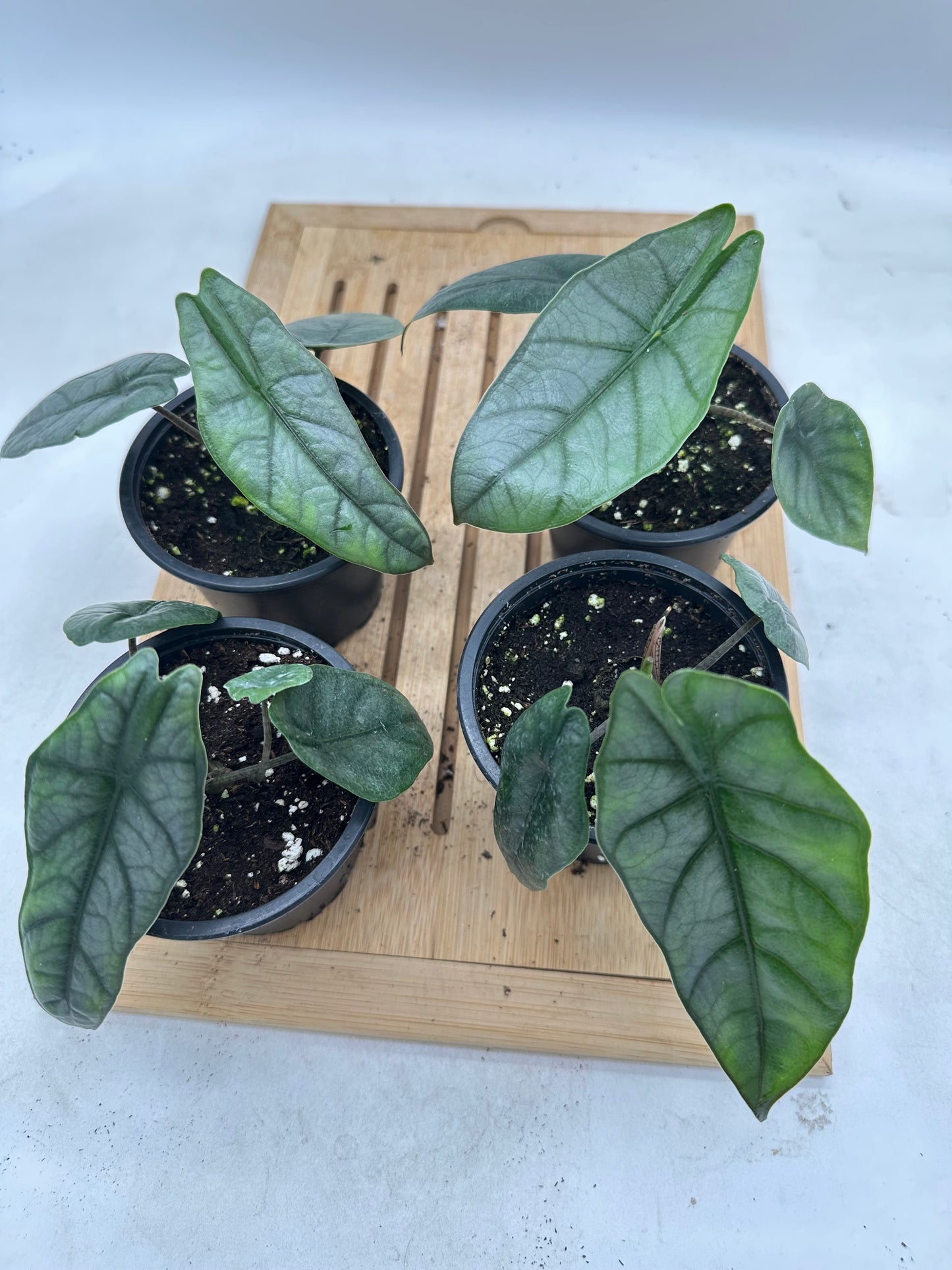 Alocasia Metallic Blue