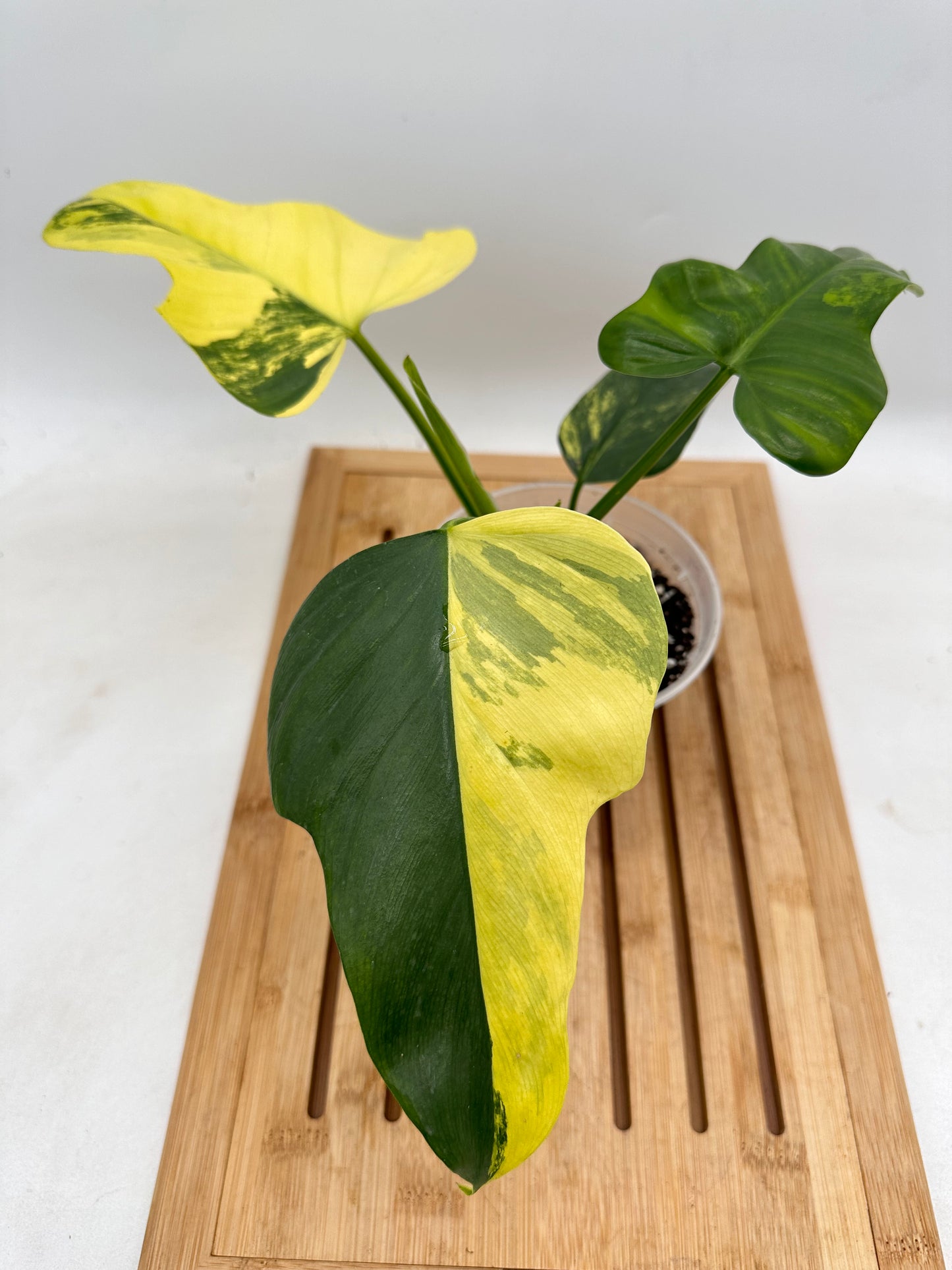 Philodendron Violin Variegated