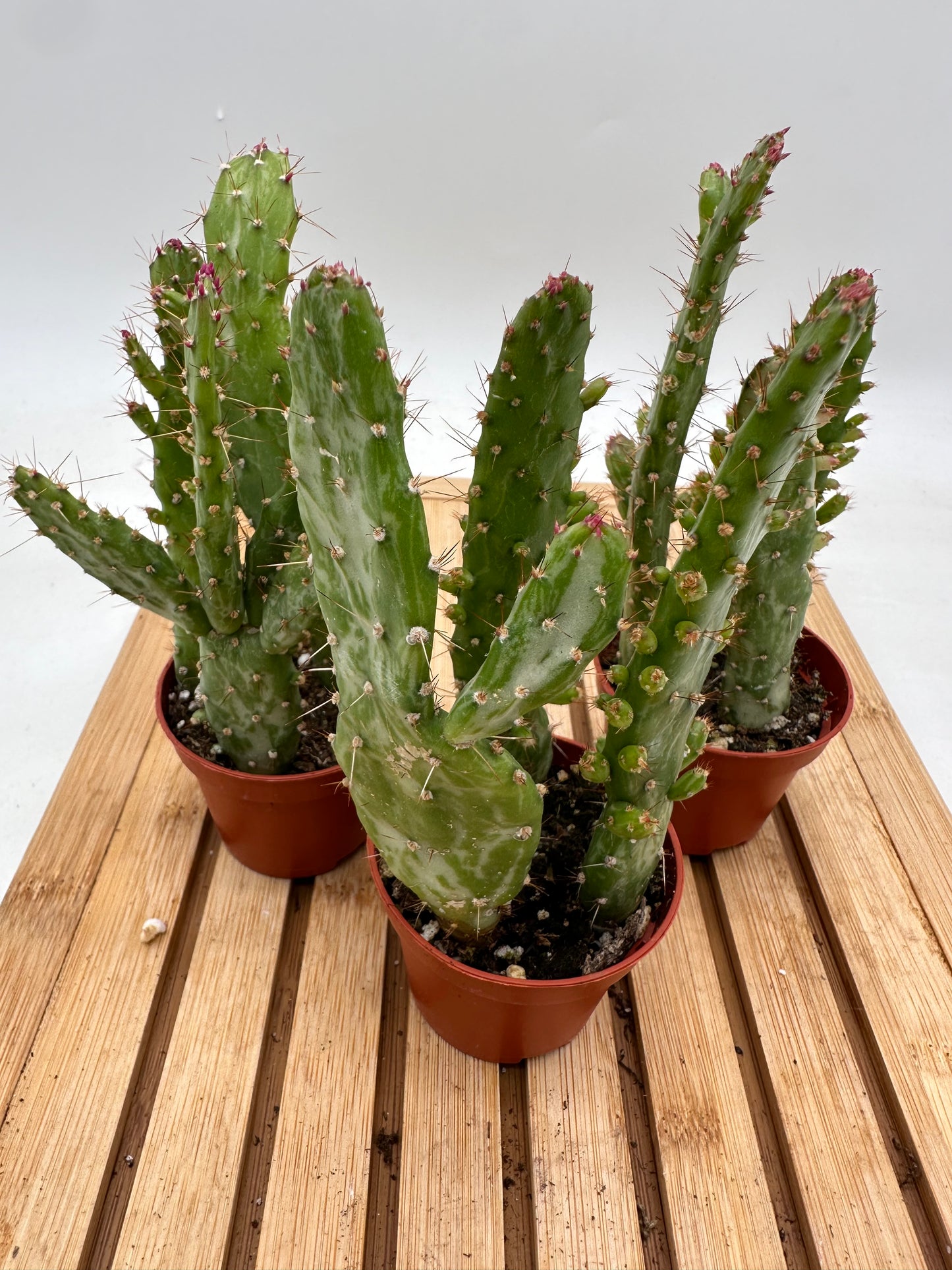 Thanksgiving Sales - Variegated Cartoon Cactus