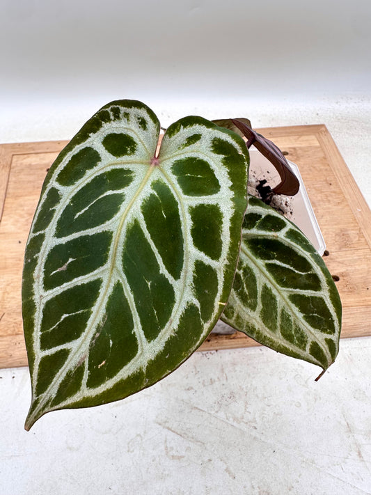 Anthurium Red Tiger x Black Crystallinum  - Thanksgiving Sale 💚