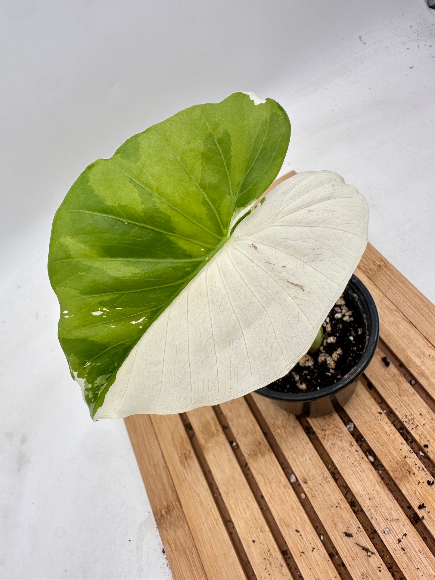 Alocasia Okinawa Silver Variegated