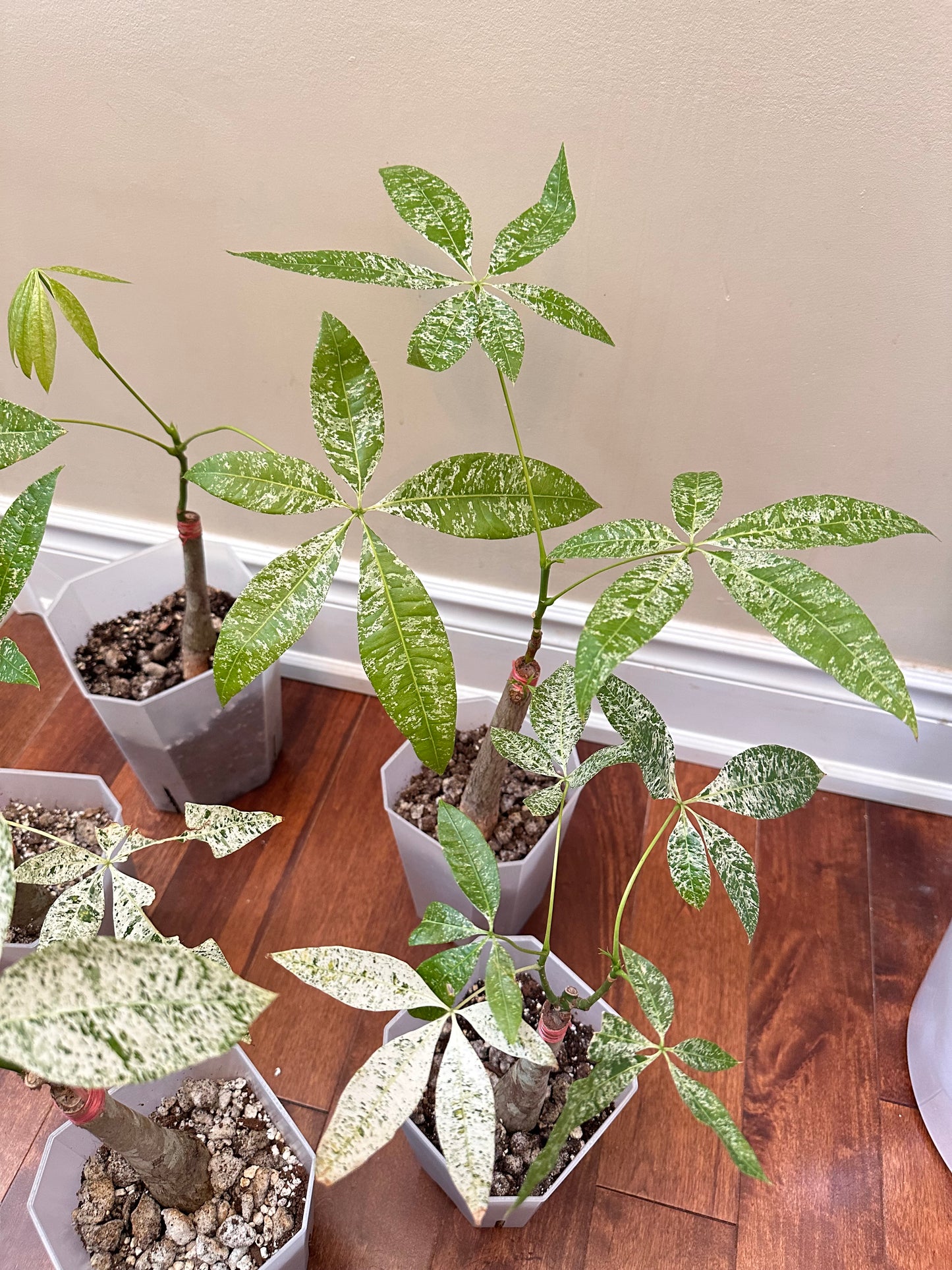 Variegated Money Tree  - Thanksgiving Sale ❤️‍🔥