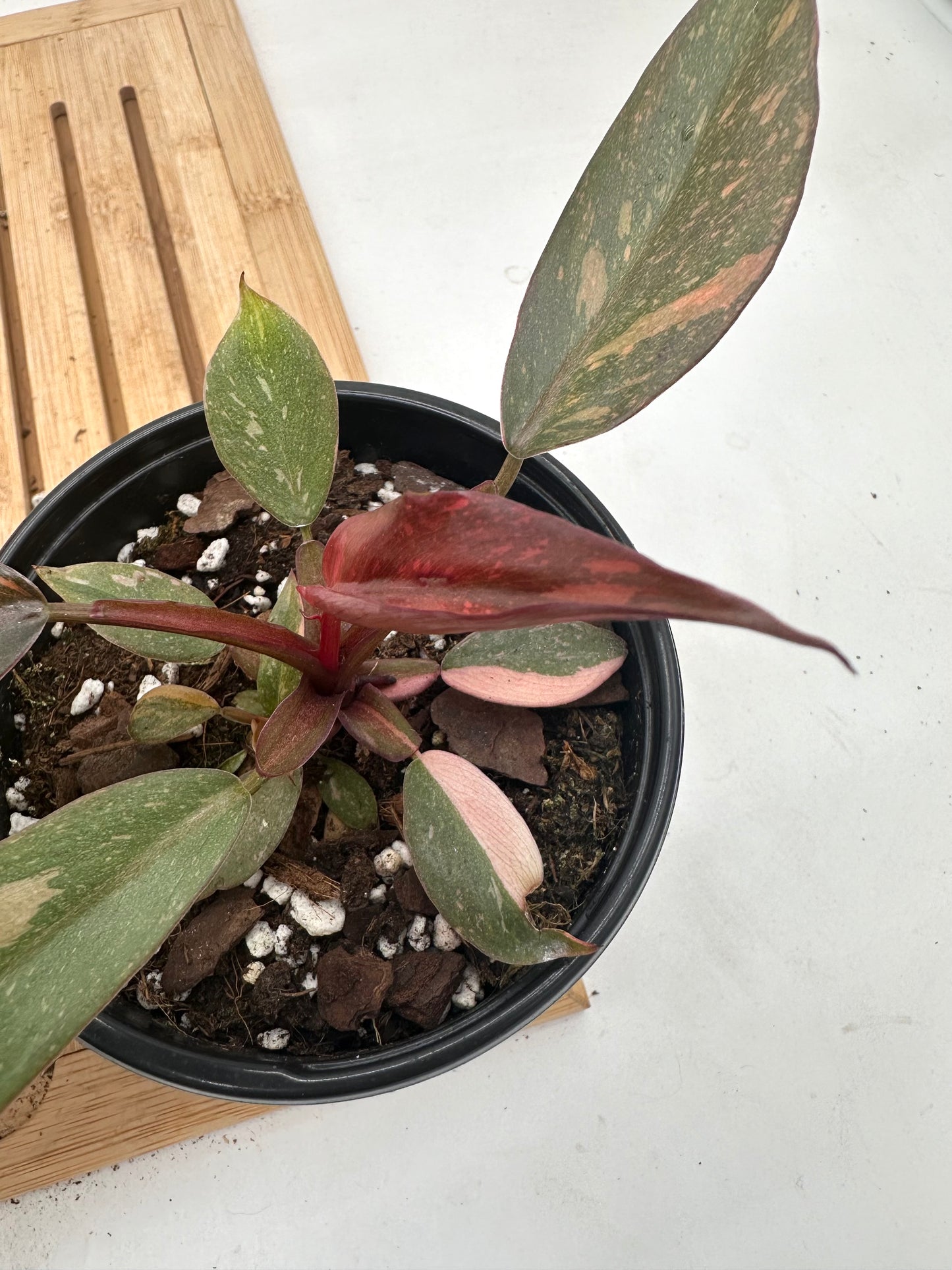 Thanksgiving Sales - Variegated Philodendron Orange Princess with babies