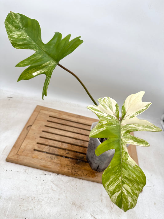 Philodendron FB x Mayoi Variegated - Multiple nodes bottom - Thanksgiving Sale