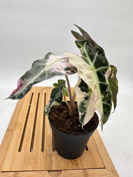 Alocasia Polly Pink Variegated