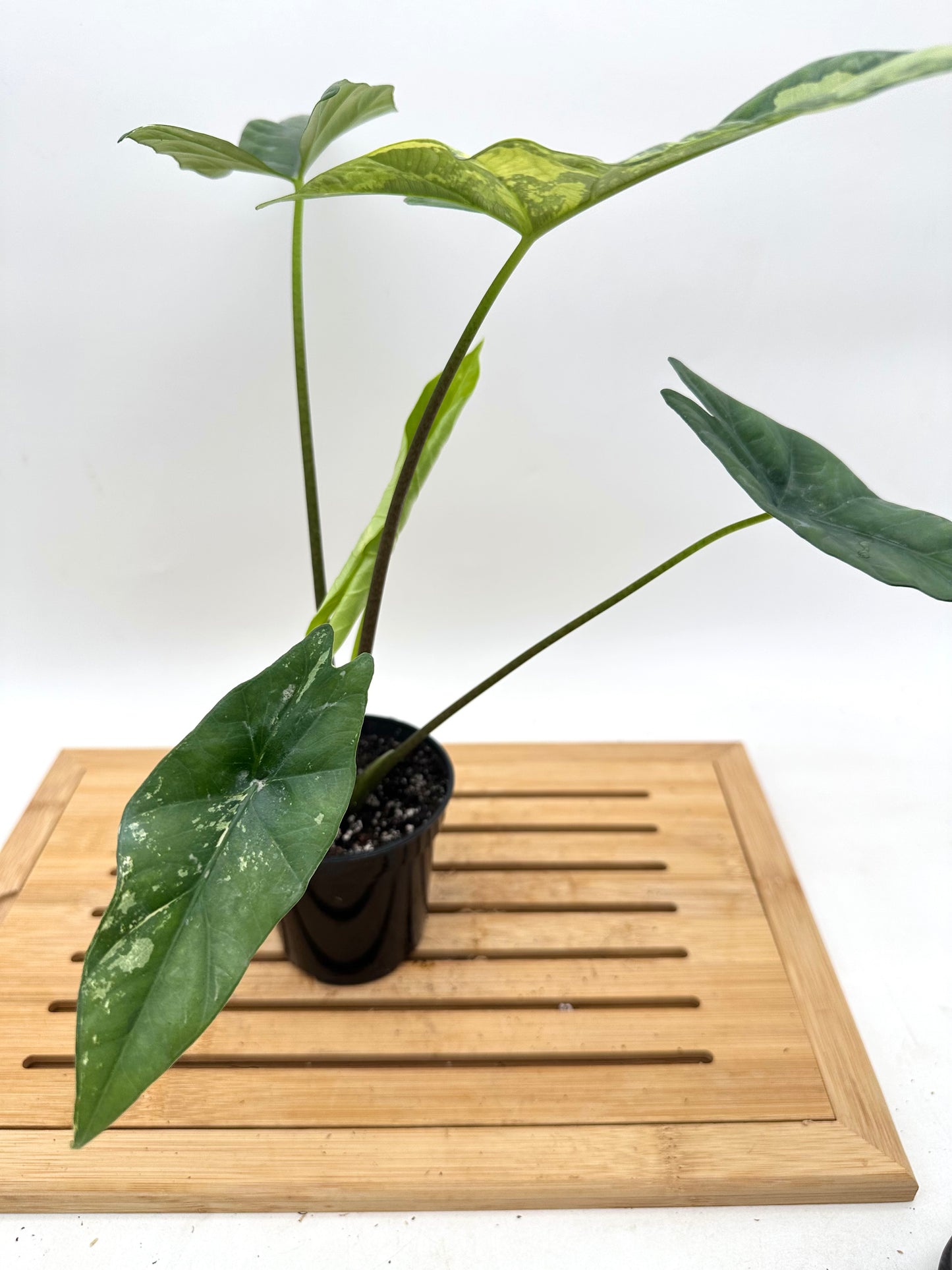 Alocasia Simpo Albo Variegated