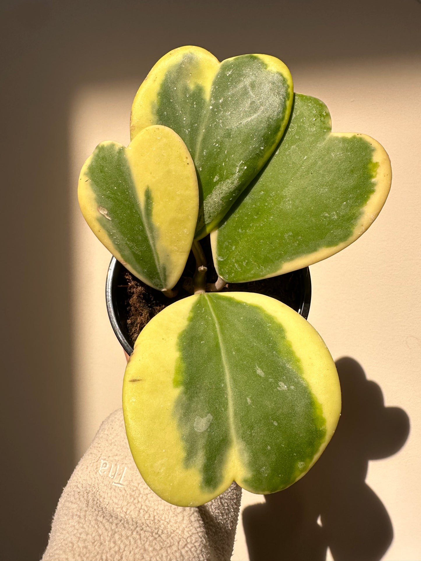 Hoya Kerri Variegated