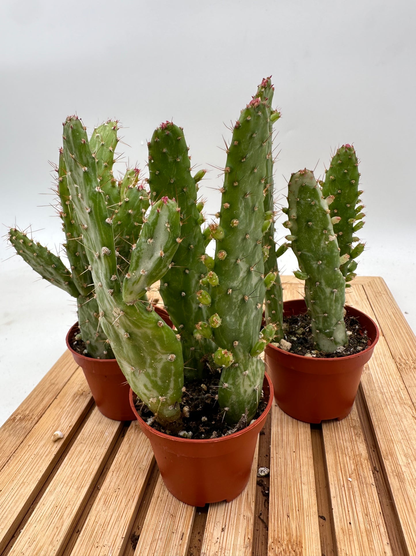 Thanksgiving Sales - Variegated Cartoon Cactus