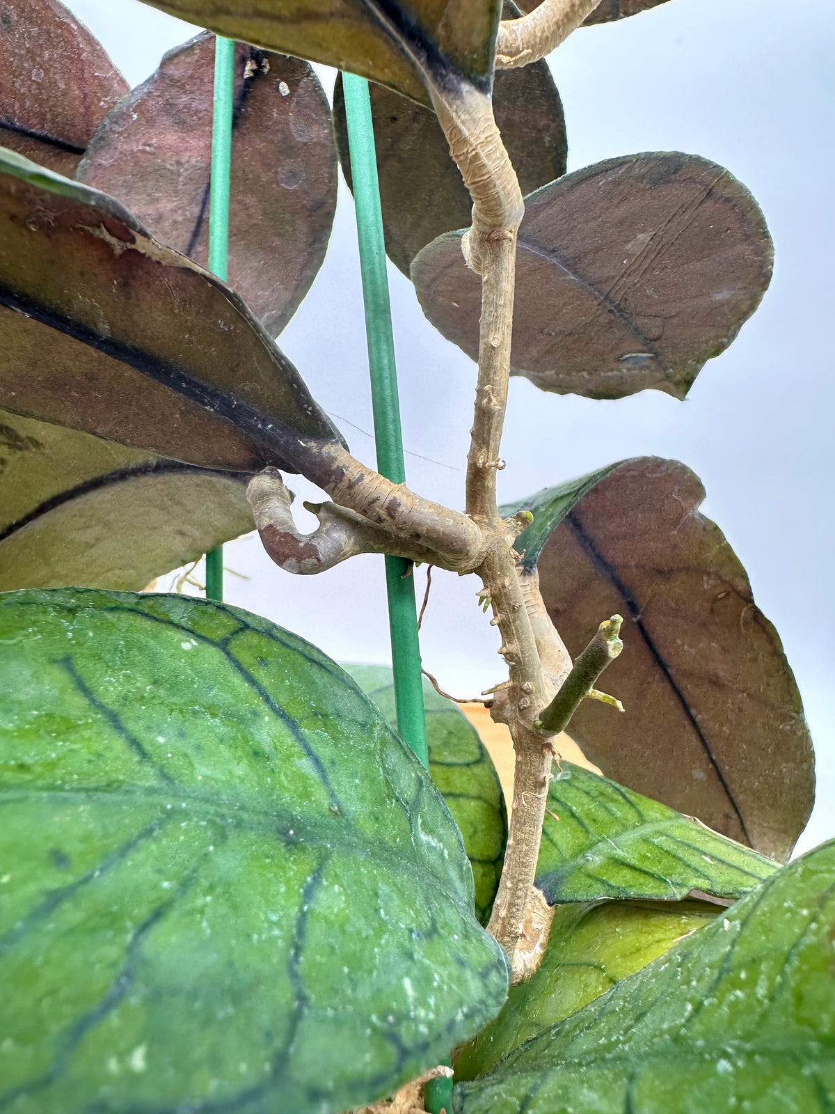 Hoya Gunung Gading - Good Size, Multiple Growths