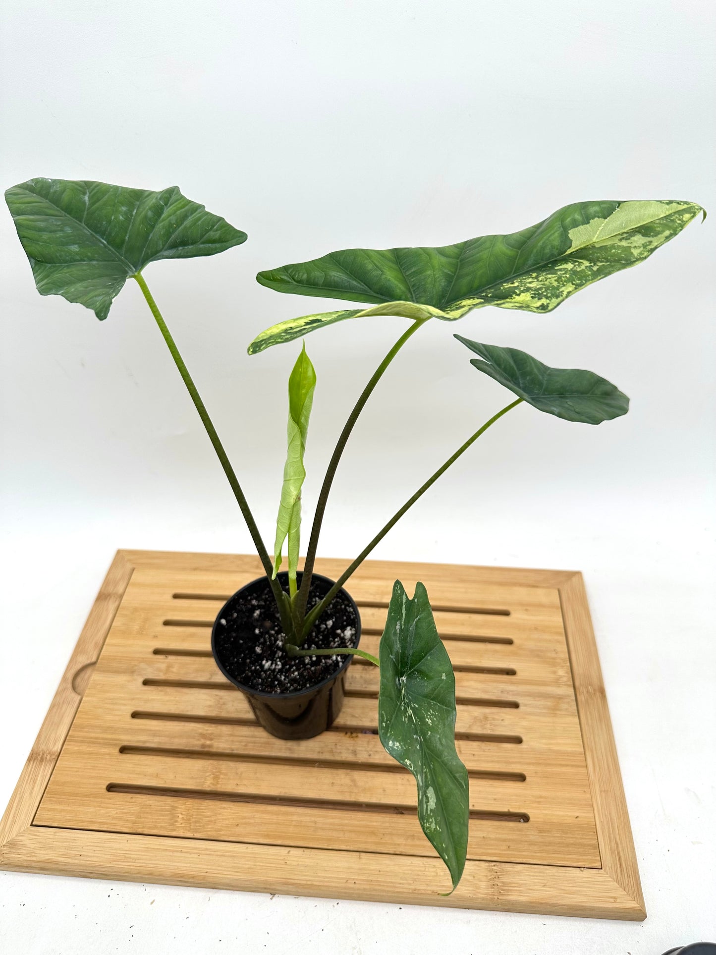 Alocasia Simpo Albo Variegated