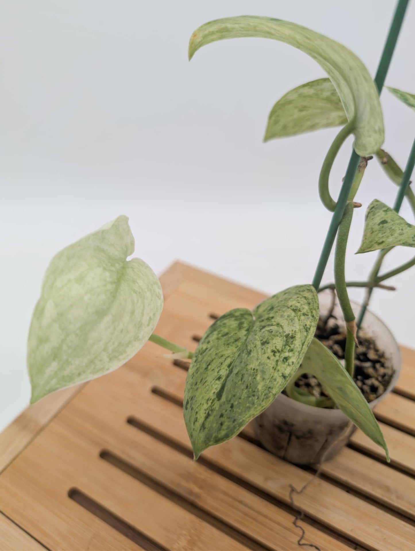 Scindasus Jade Satin Marble