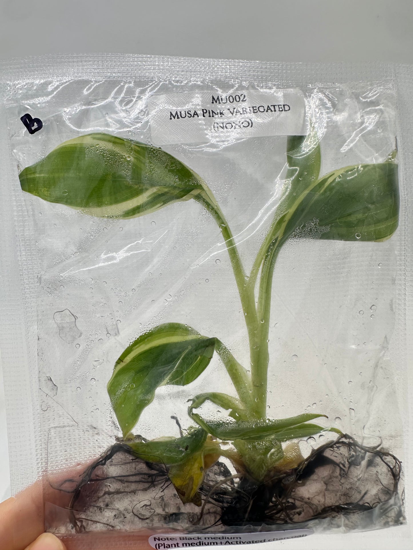 Tissue Culture - Musa Pink Variegated Banana Tree