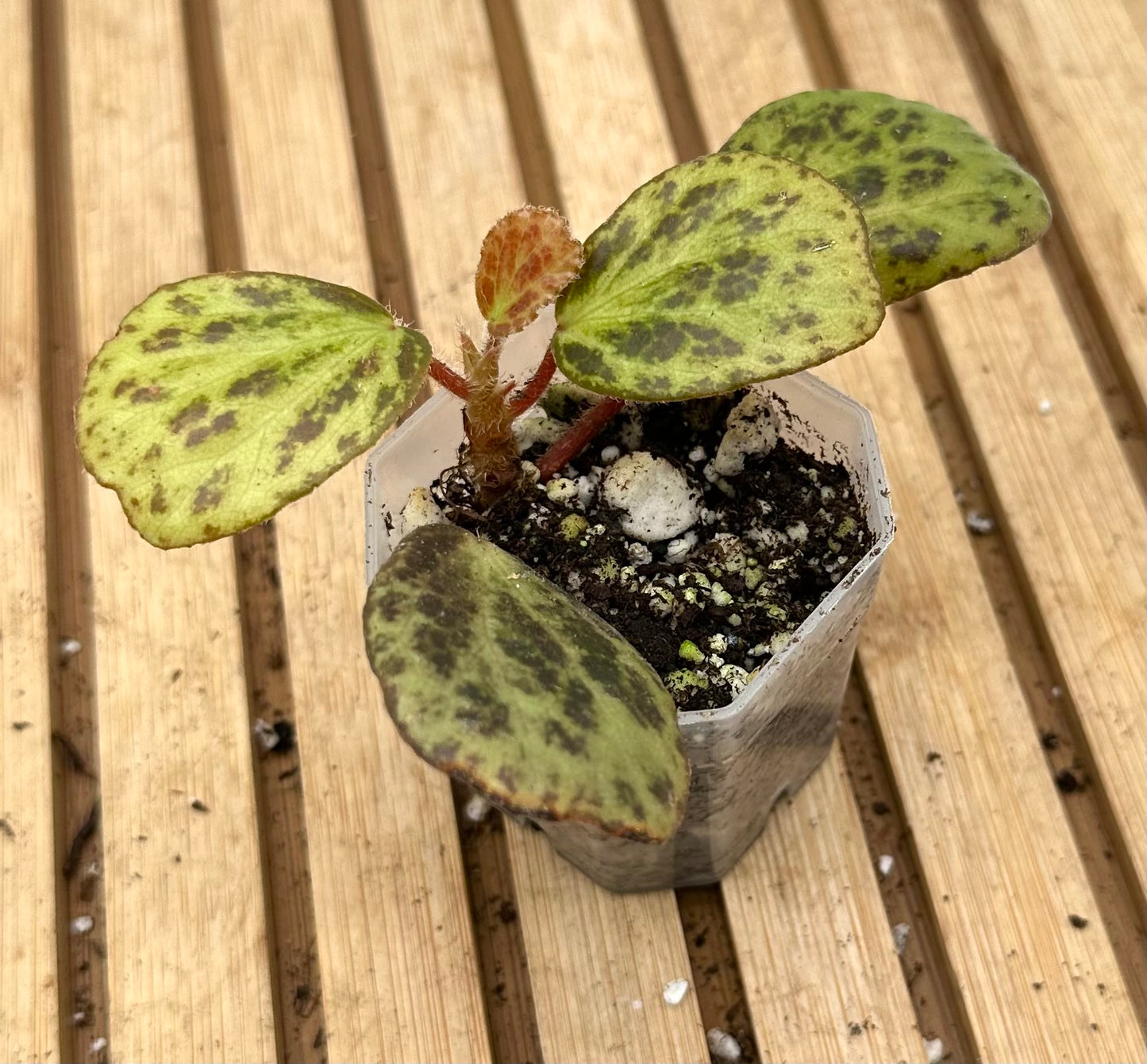 Begonia Blancii Mottled Form