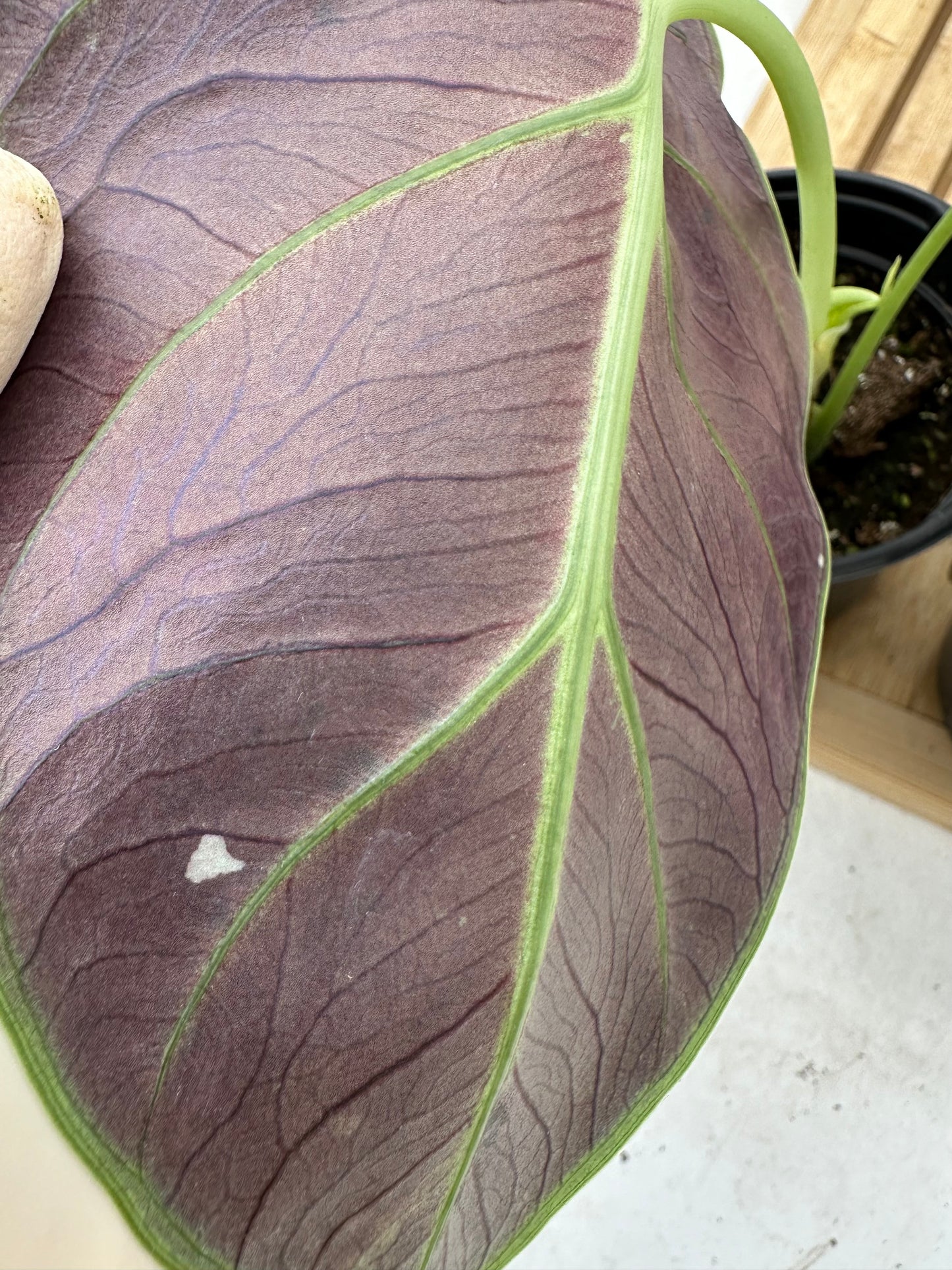 Alocasia Green Unicorn CORM