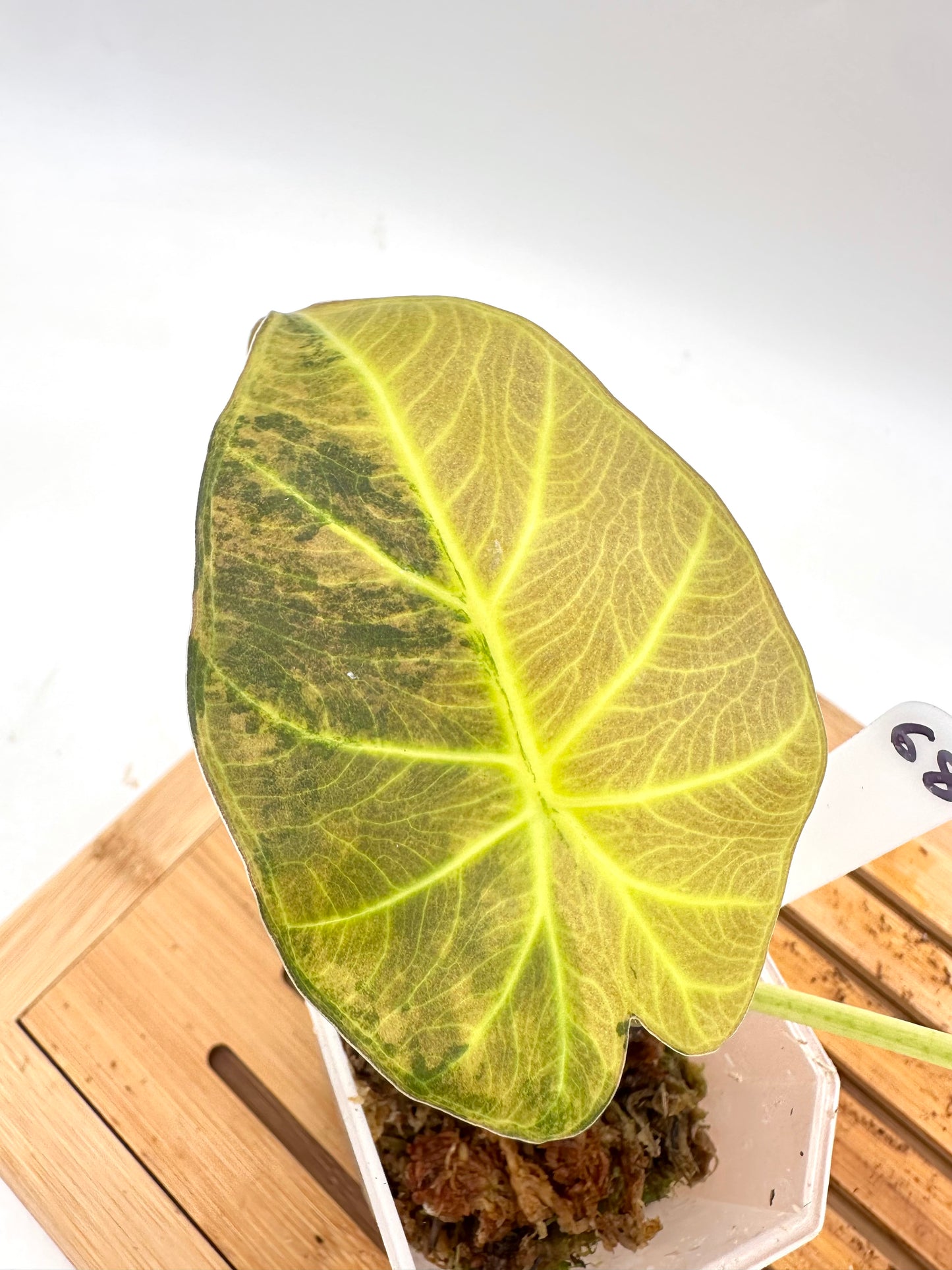 Alocasia Regal Shields Aurea Variegated 068