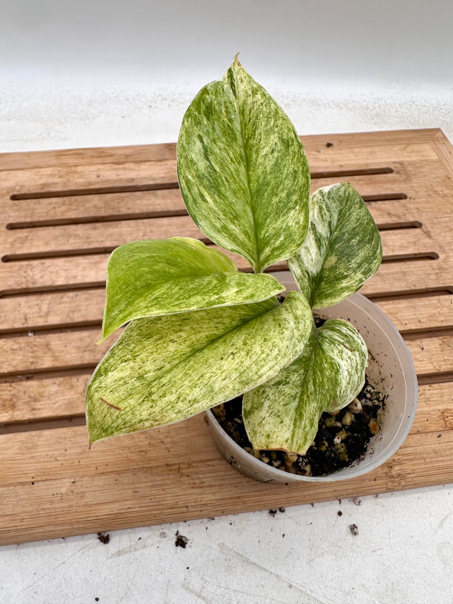 Scindapsus Super Star