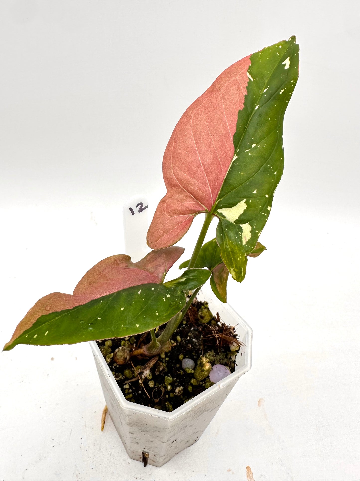 Syngonium Redspot Tri-Color Variegated 012