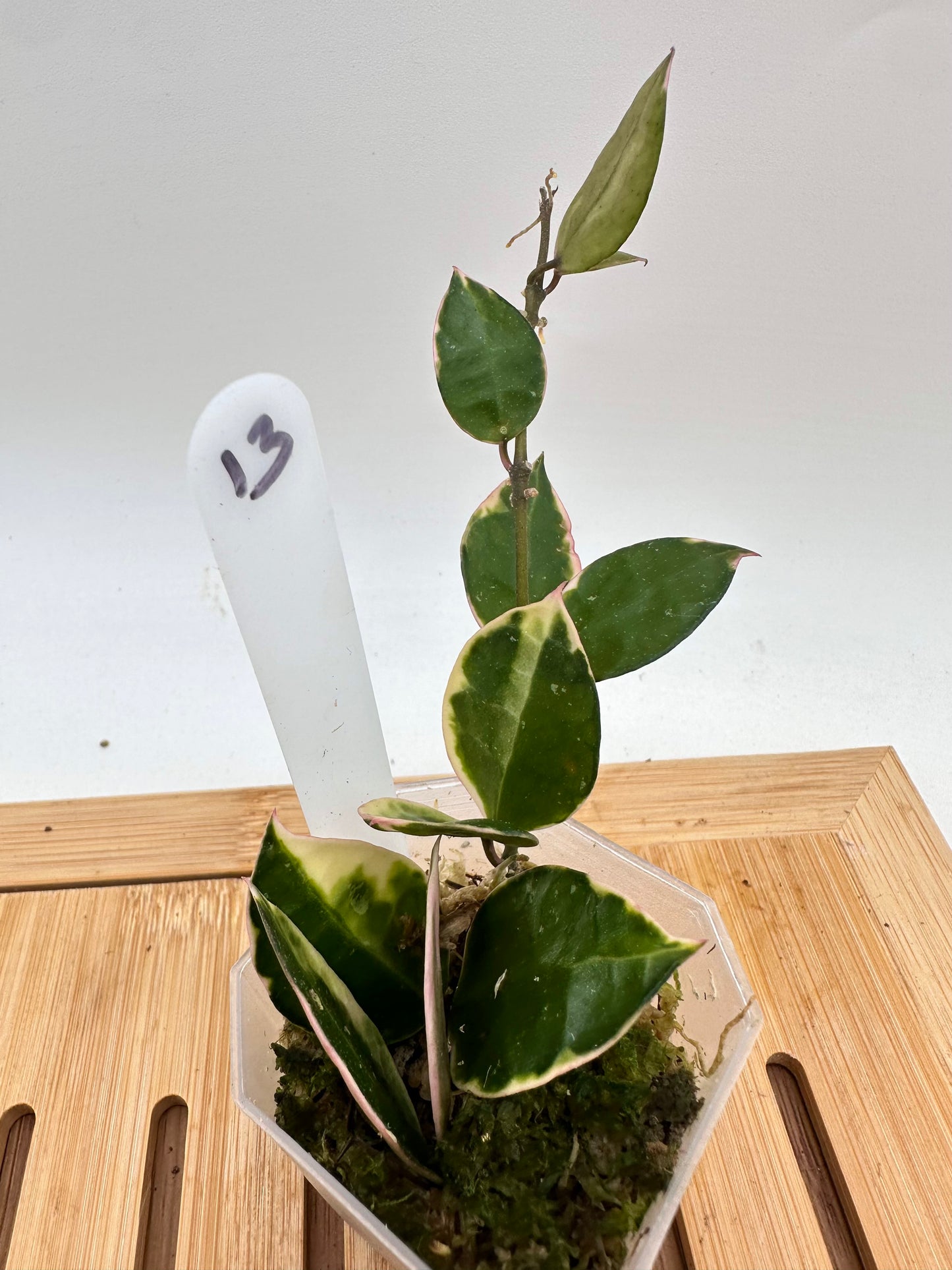 Hoya Lacunosa ‘Asami’ Outer Variegated