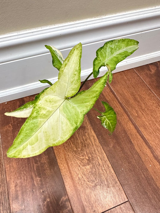 Syngonium Angustatum Albo Variegated