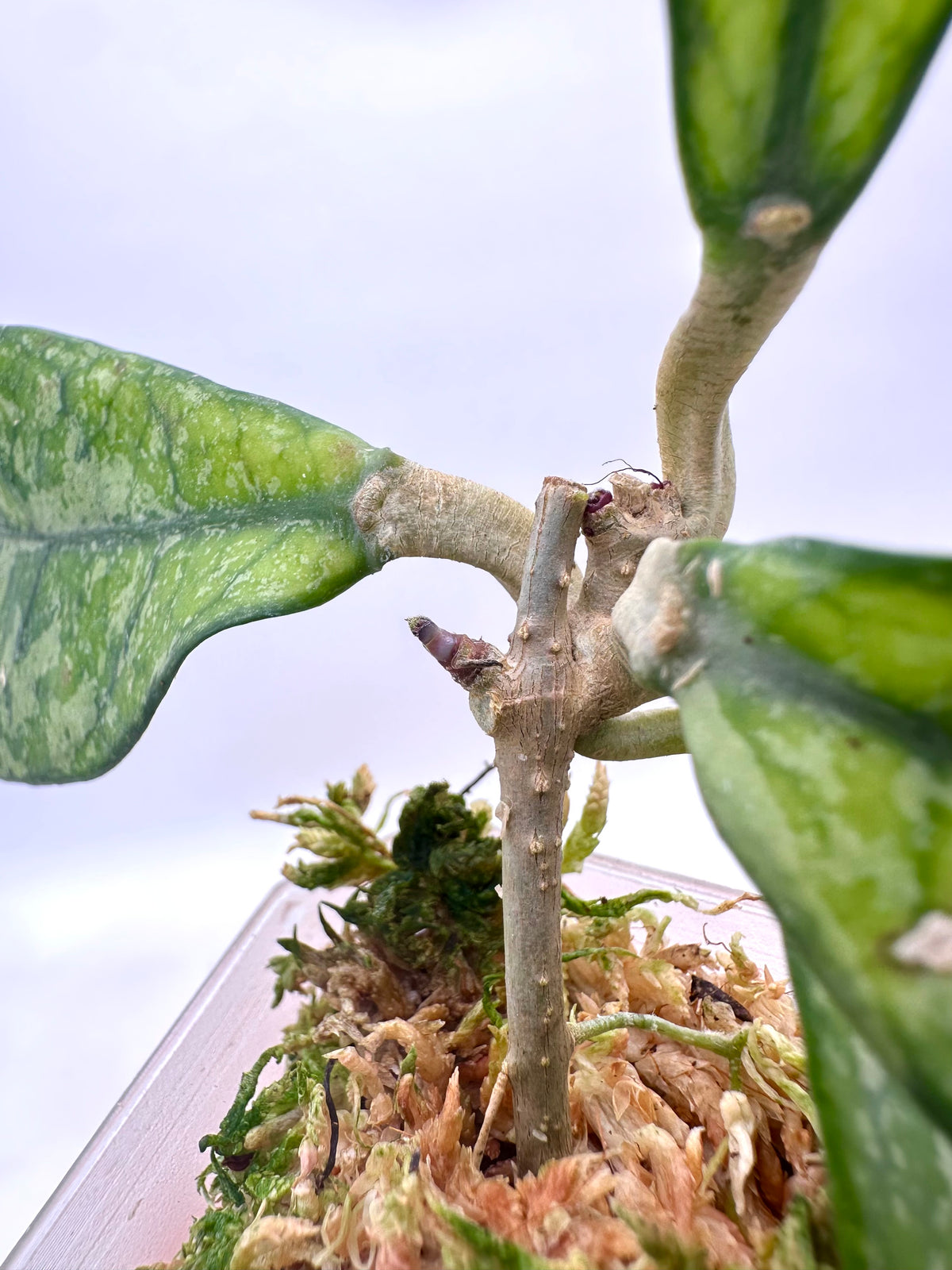 Hoya Crassipetiolata Splash