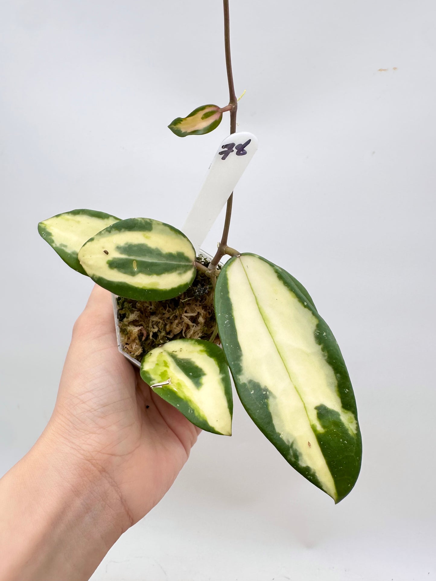 Hoya Acuta Inner Variegated