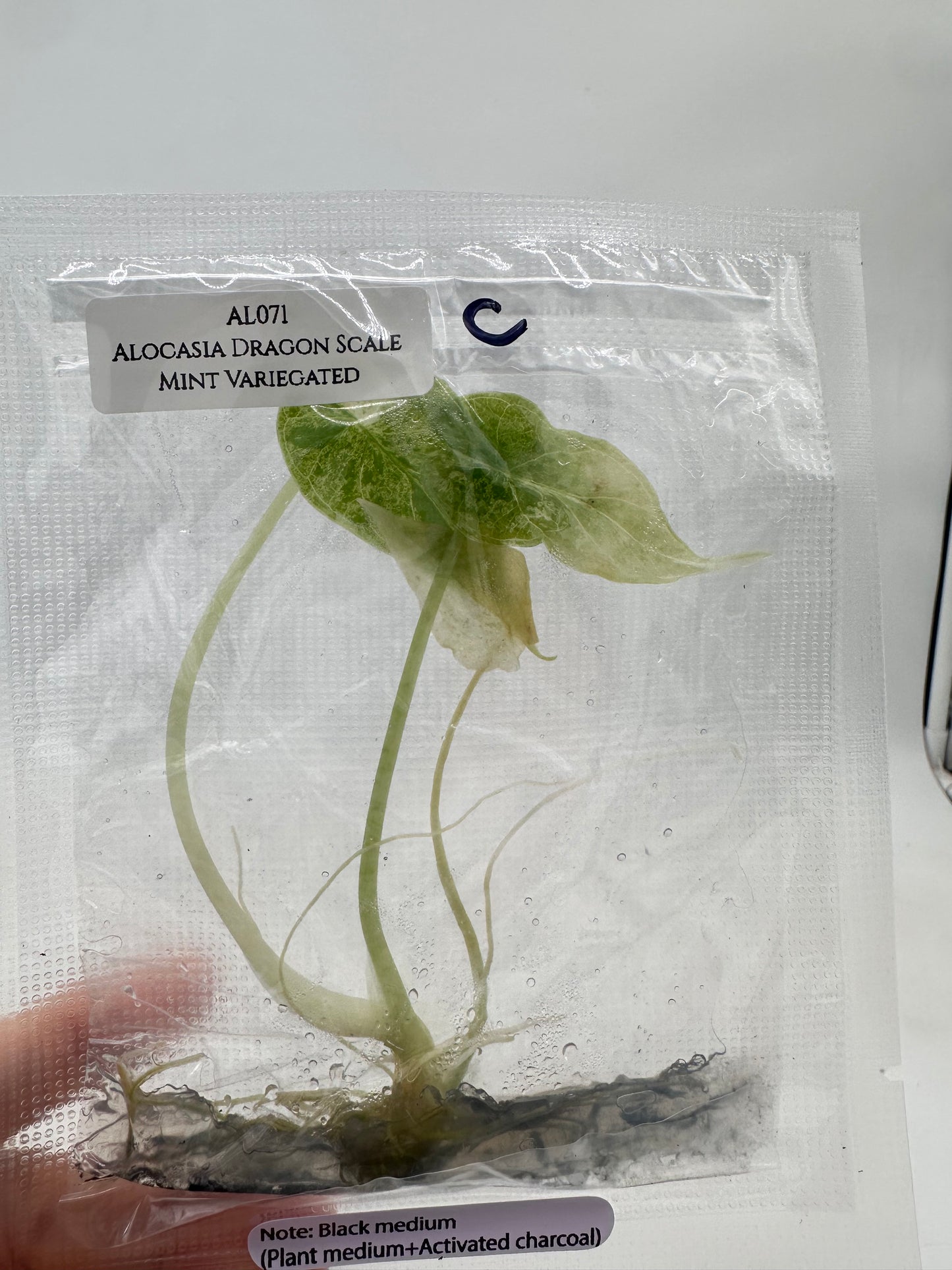 Tissue Culture - Alocasia Dragon Scale Mint Variegated