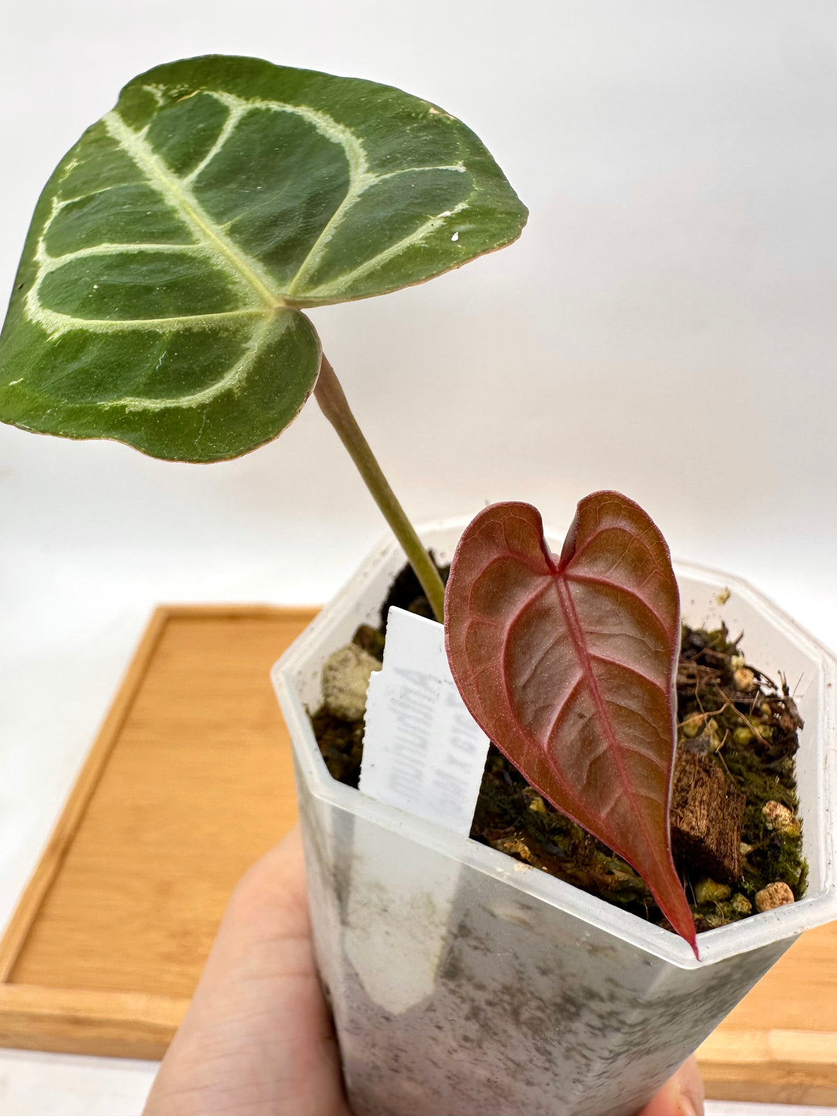 Anthurium Memoria Tim Anderson (Zara x Michelle x Red Crystallinum)