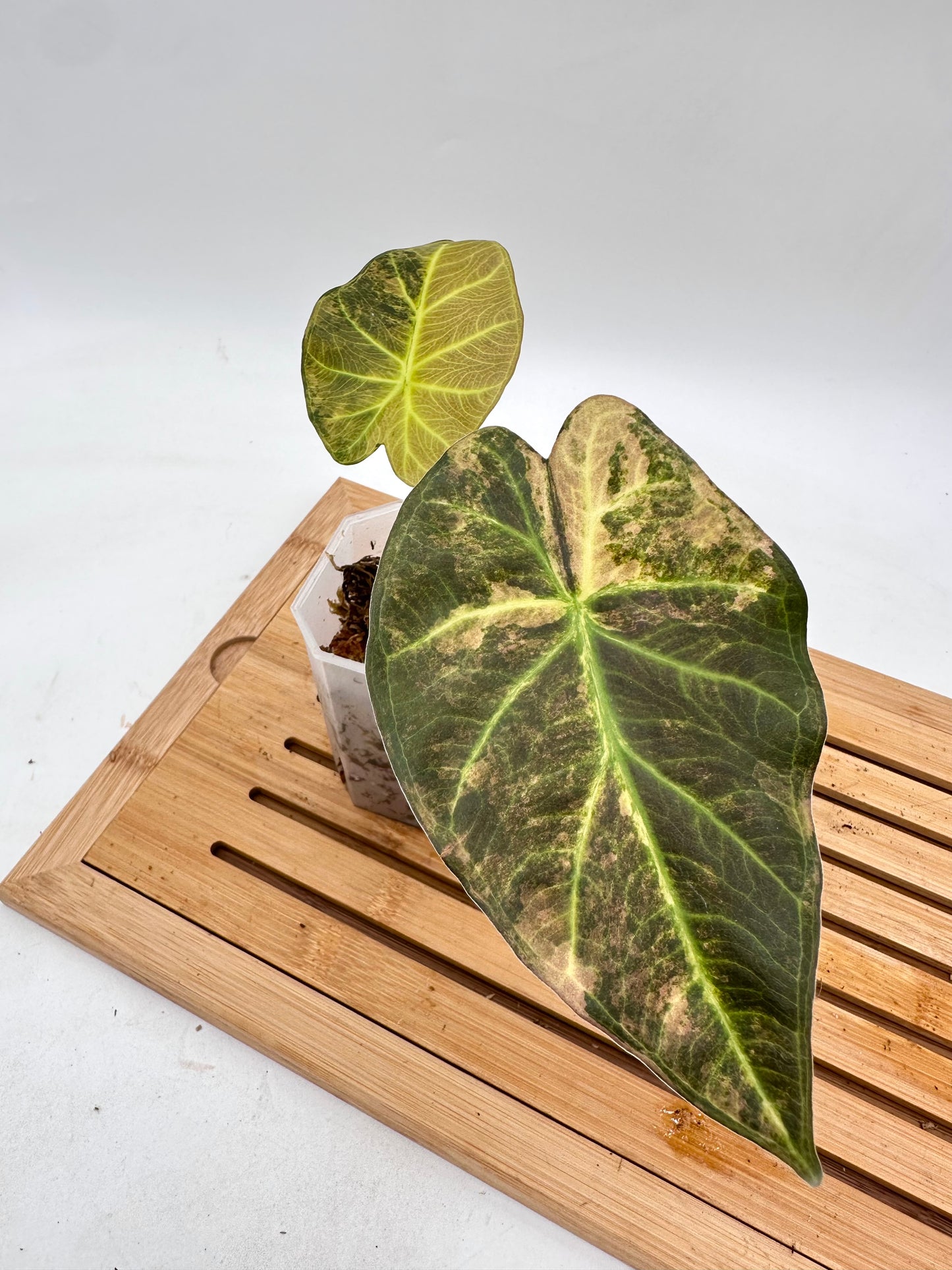 Alocasia Regal Shields Aurea Variegated 068