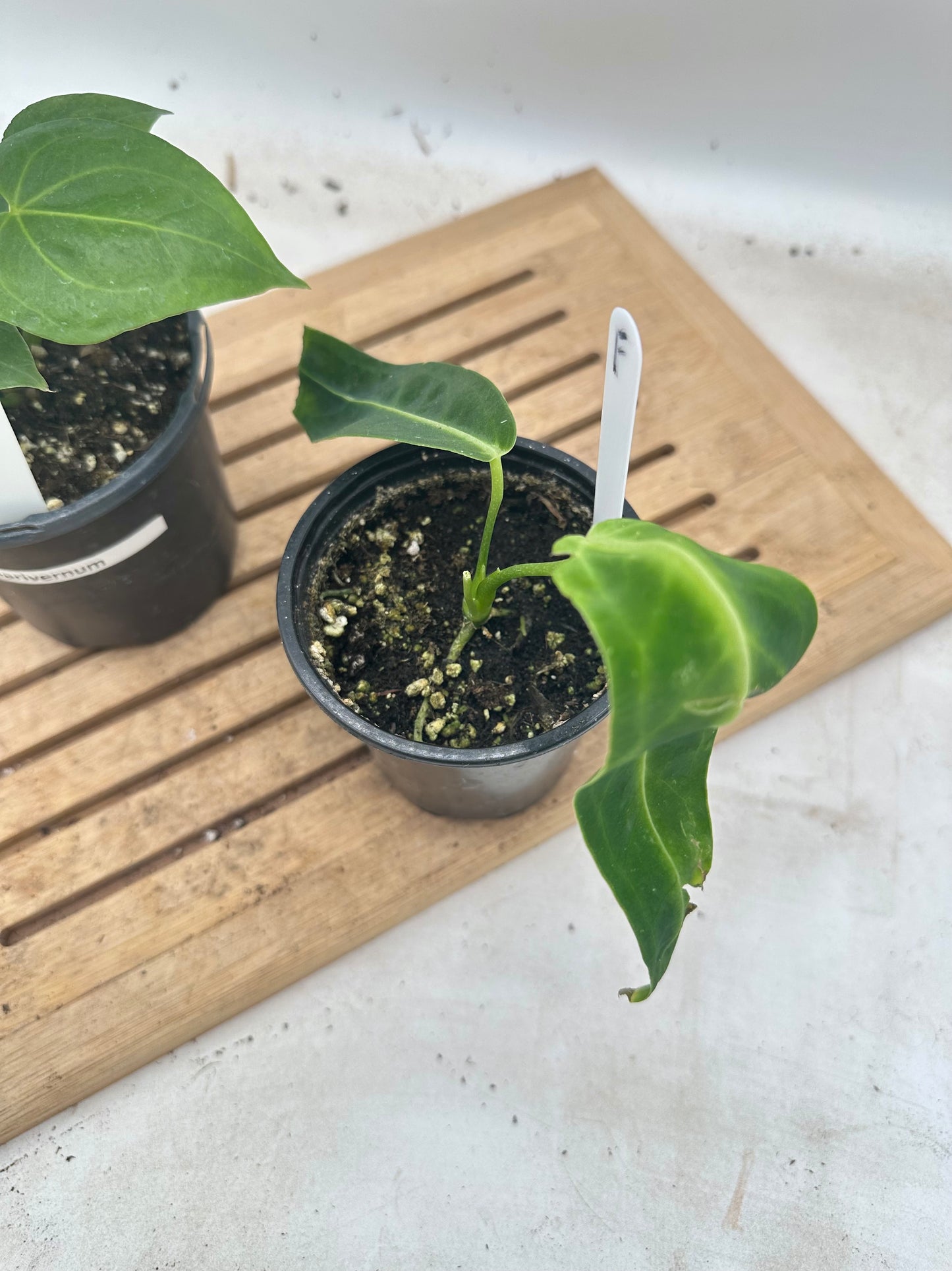 Combo Sale - Anthurium Clarivernum & Warrocquenum Dark Queen