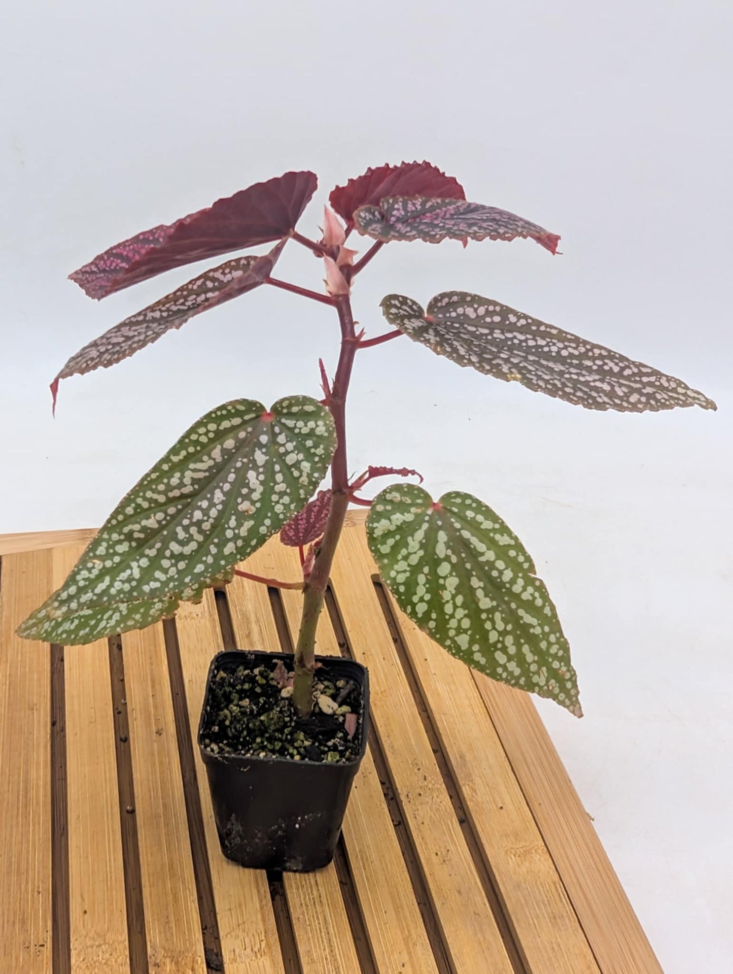 Begonia Pink Spot