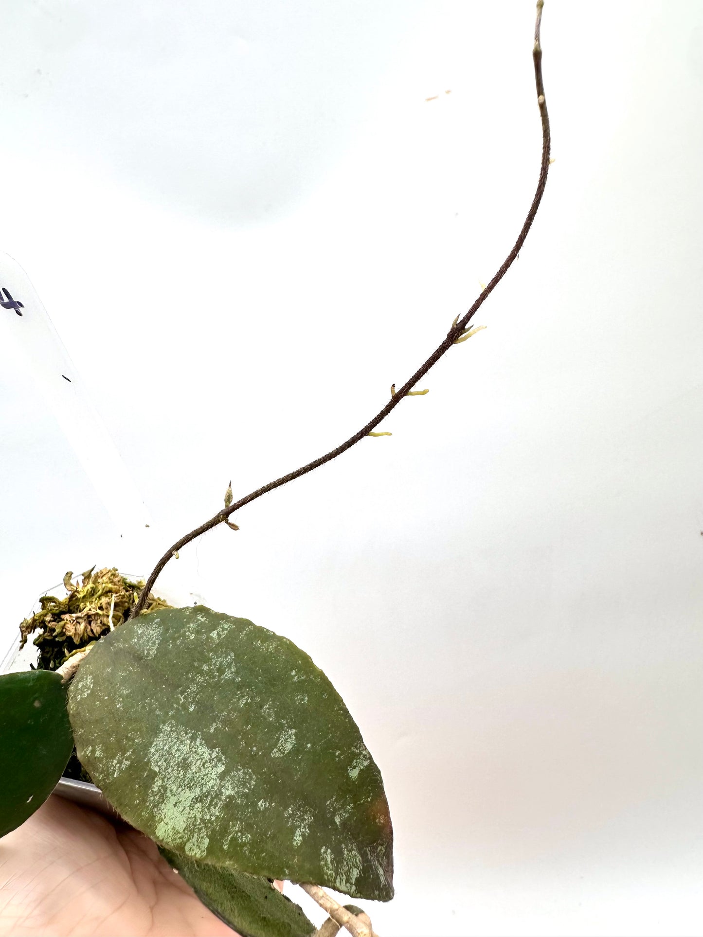 Hoya Caudata Sumatra