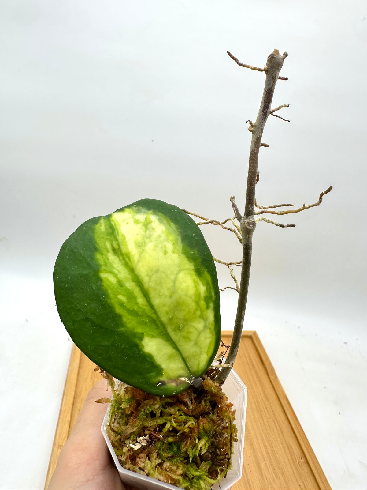 Hoya Obovata Inner Variegated