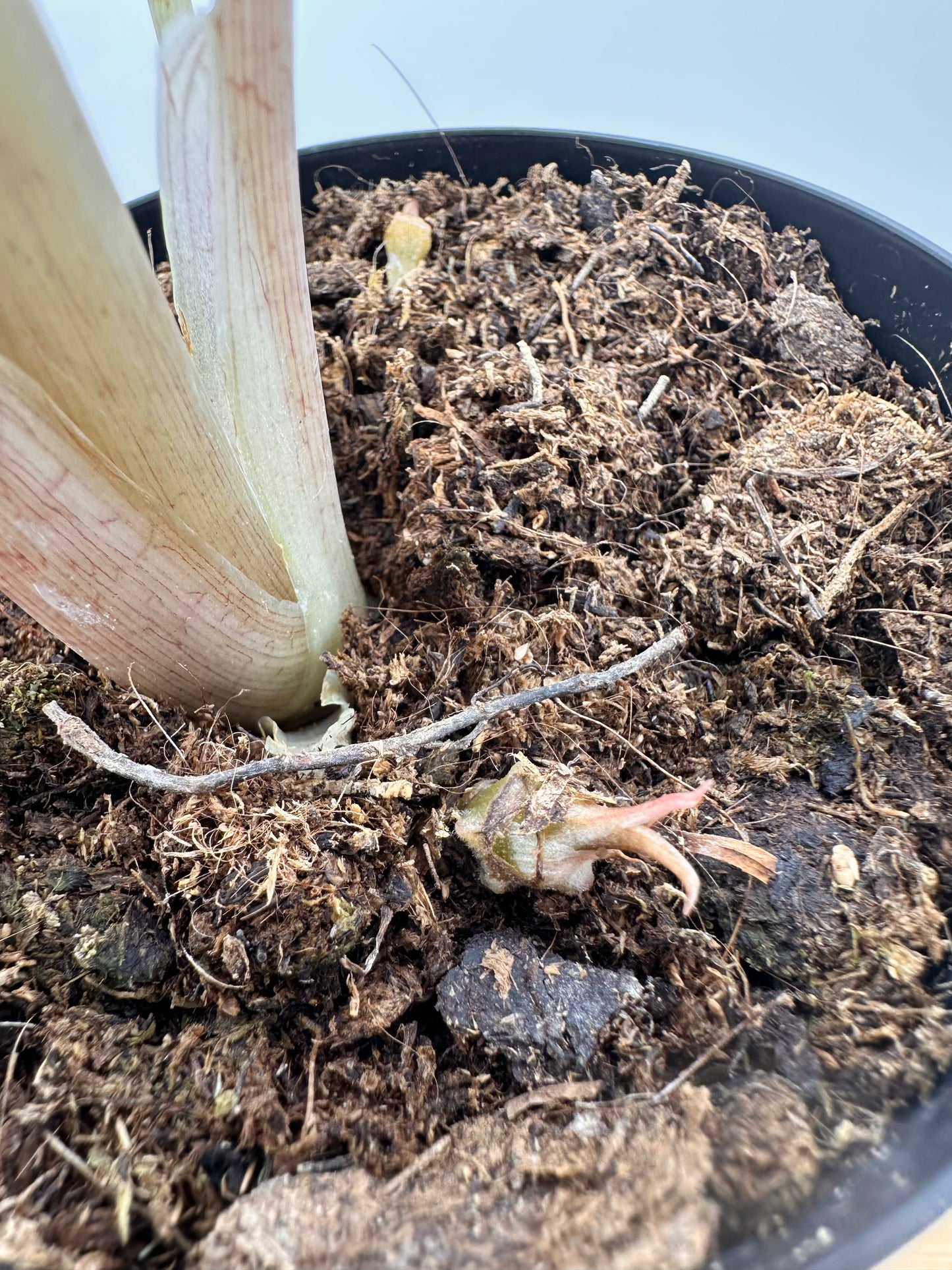 Alocasia Venom Variegated CORM