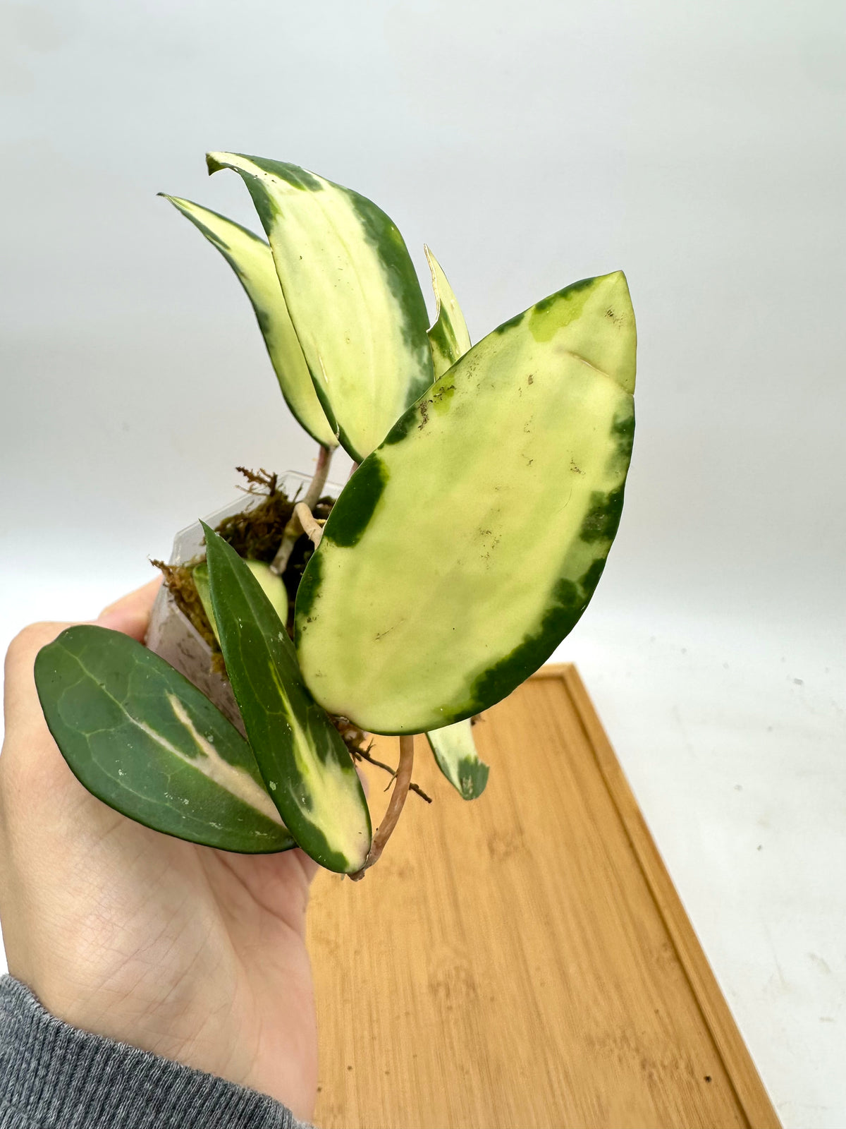 Hoya Acuta Inner Variegated