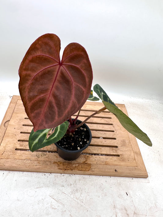 Anthurium Crystallinum Hybrid - Local Grown