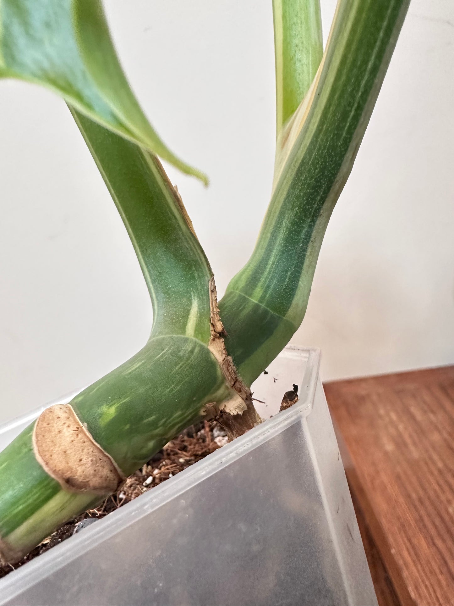 Monstera Jungle Mint
