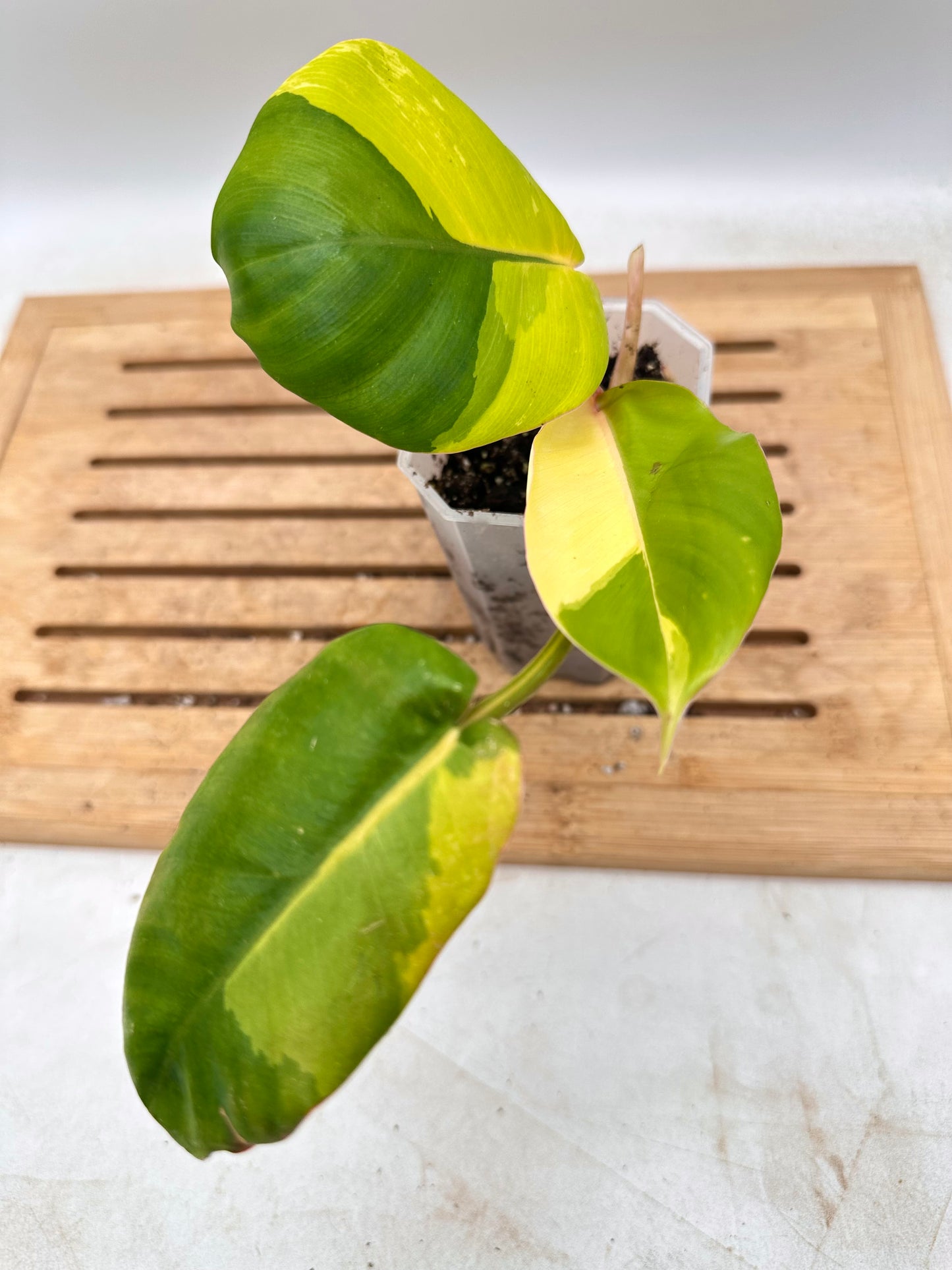 Philodendron Jungle Fever Variegated - Labour Day Sale ❤️‍🔥