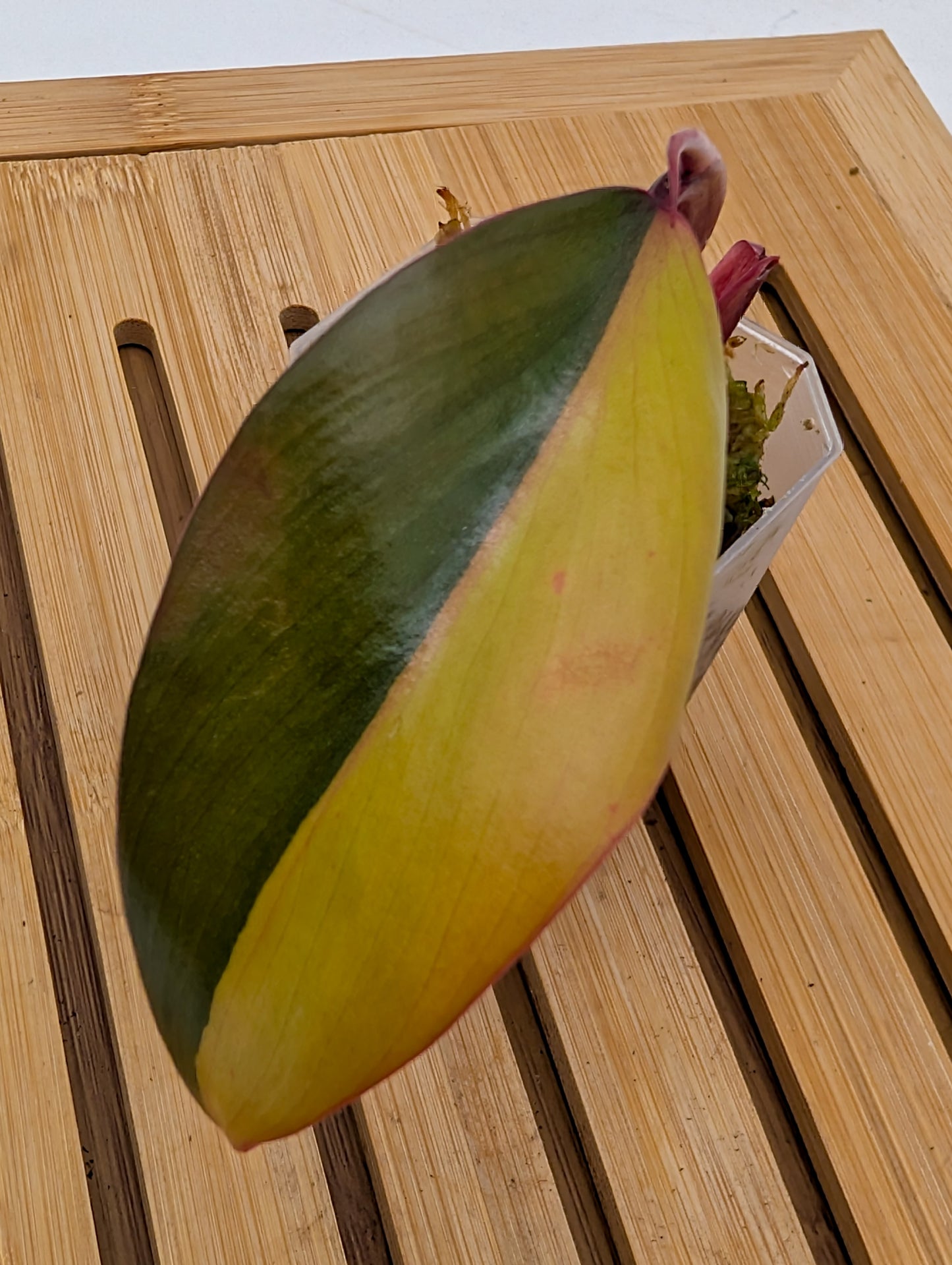 Philodendron Strawberry Shake Variegated
