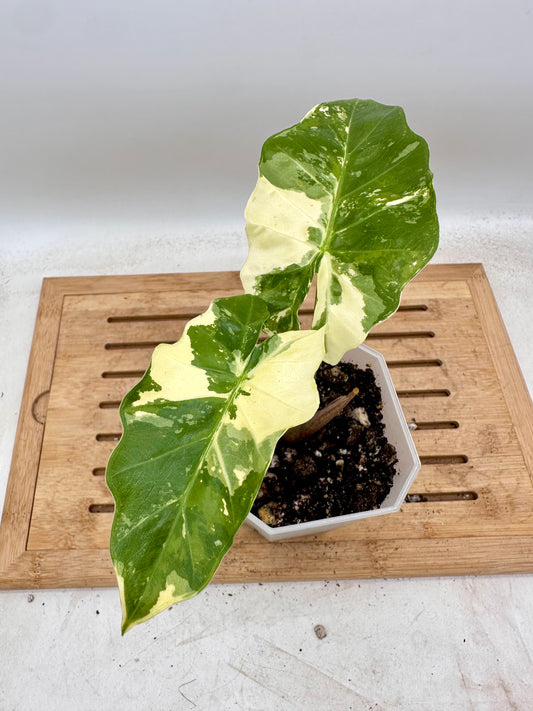 Alocasia Low Rider Albo Variegated