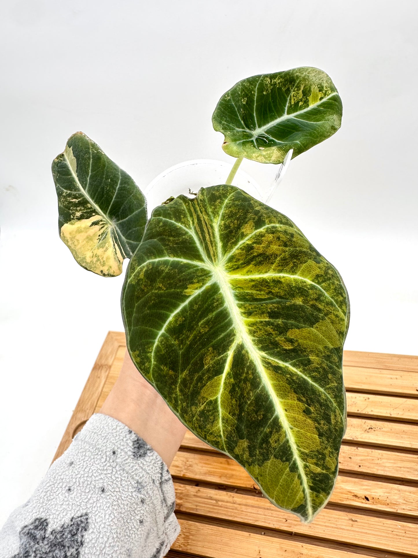 Alocasia Black Velvet Gold Variegated - 072