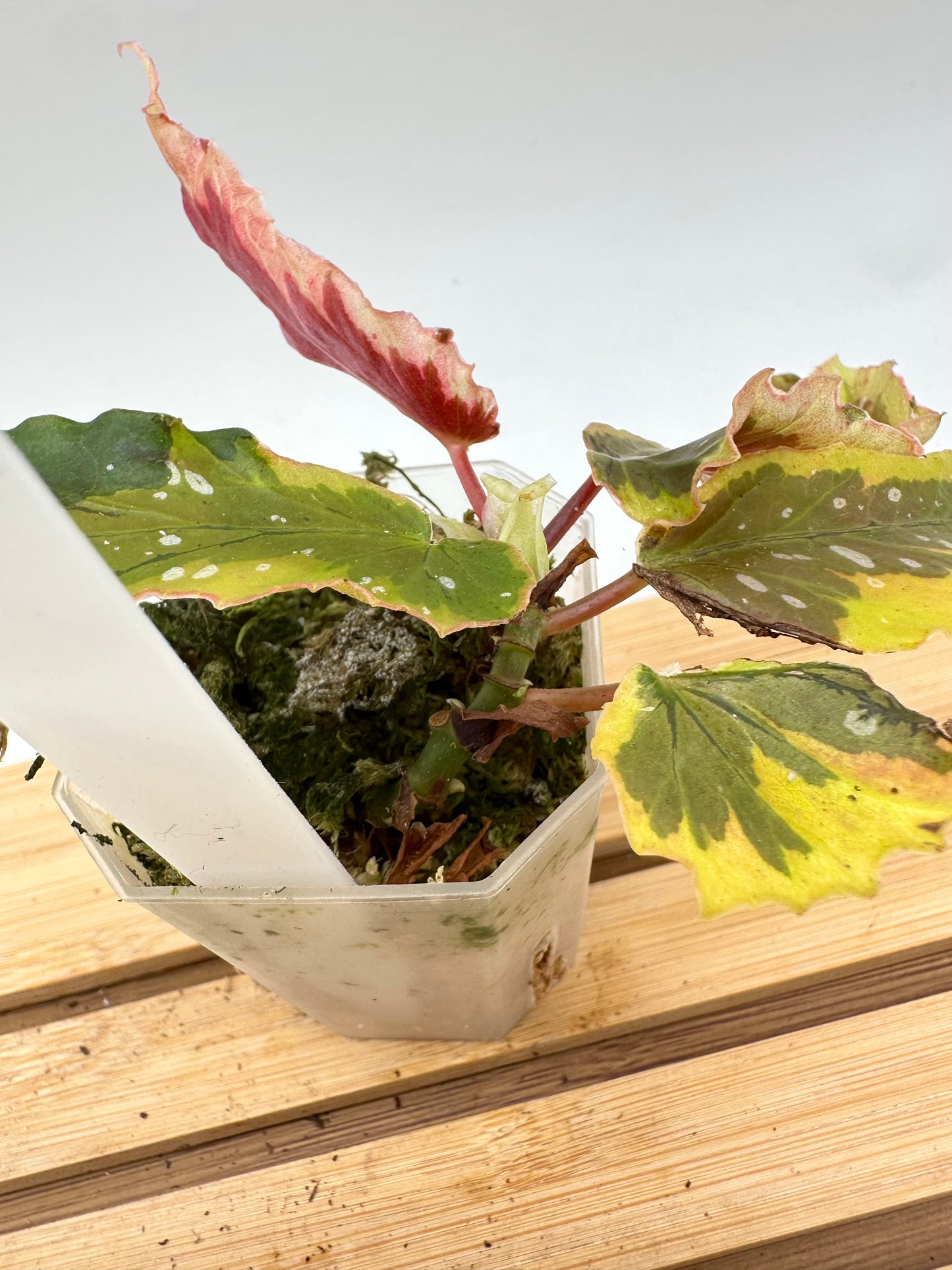 Begonia Dainty Spray Variegated
