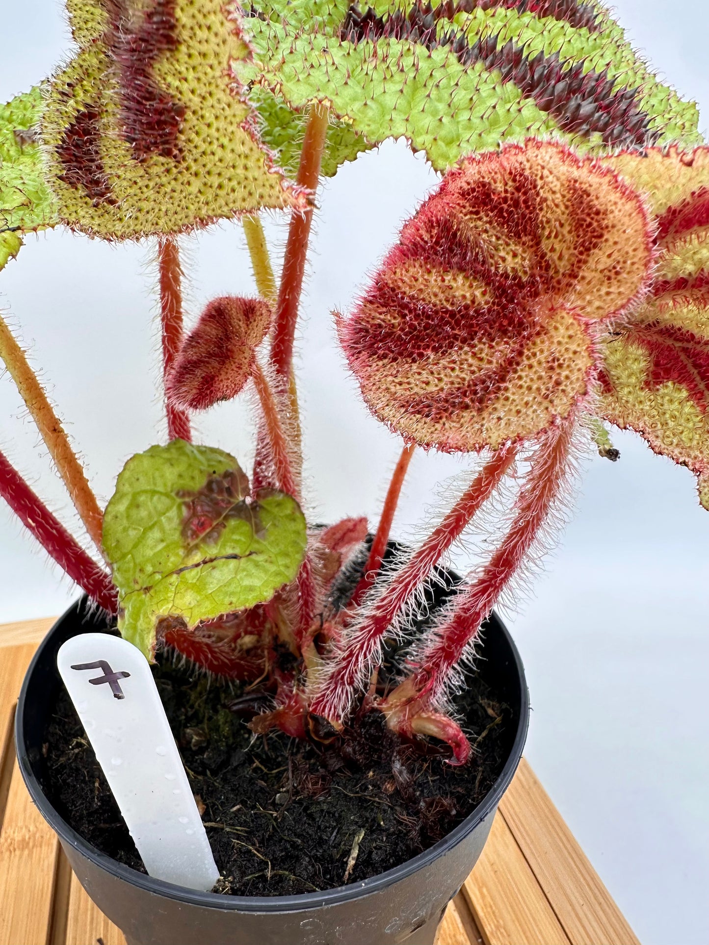 Begonia Iron Cross 07