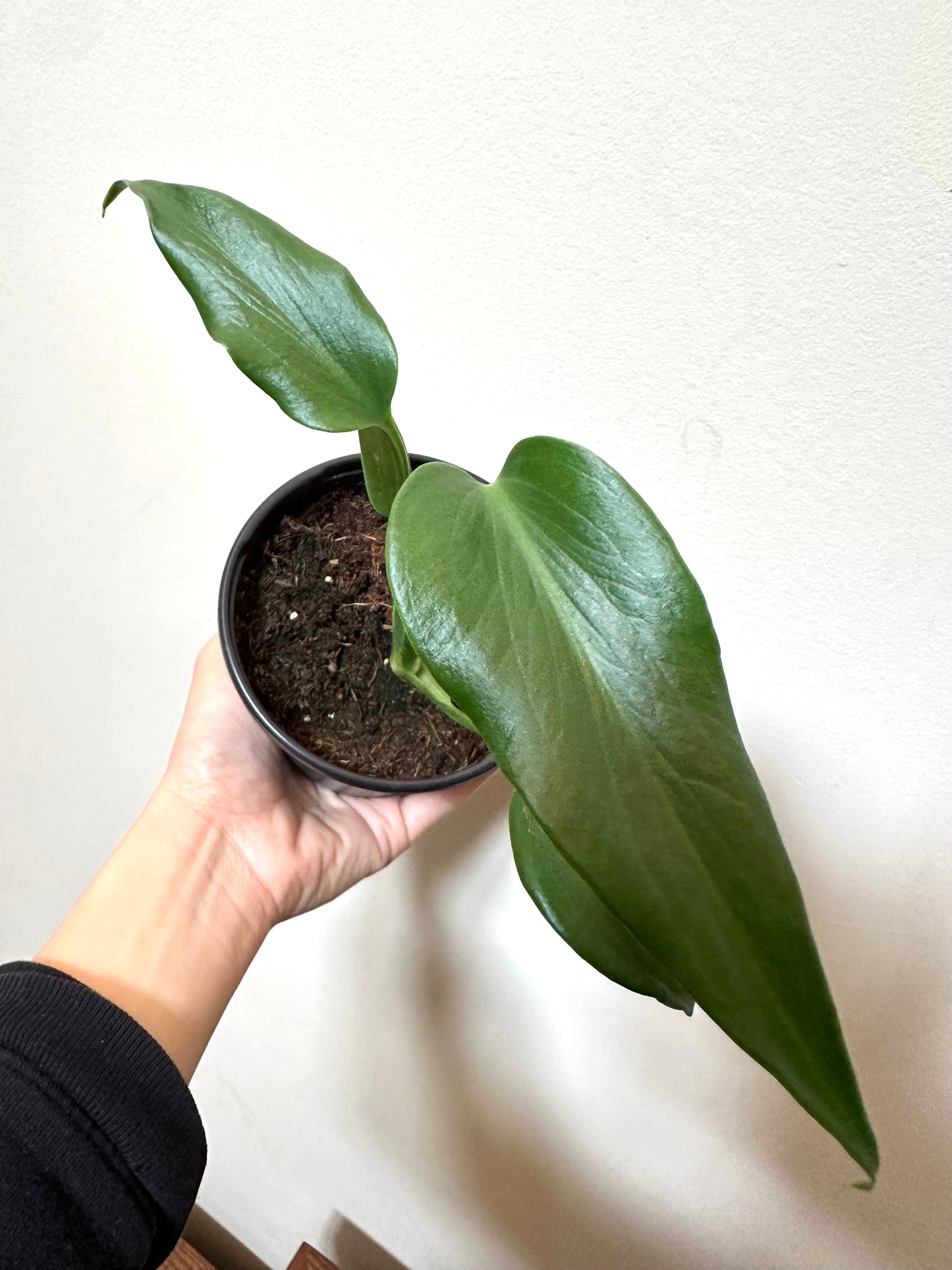 Monstera Burle Marx Flame